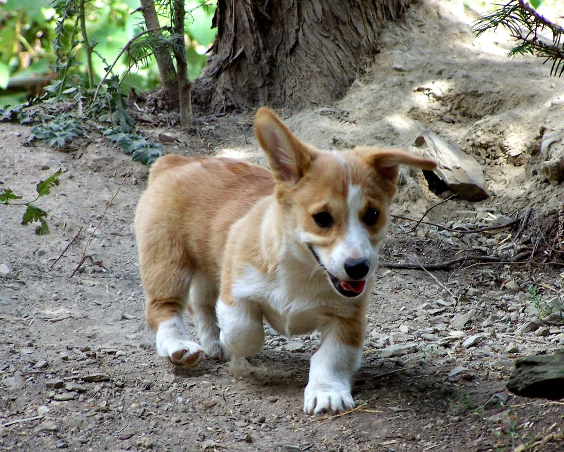 rudy, Welsh corgi pembroke