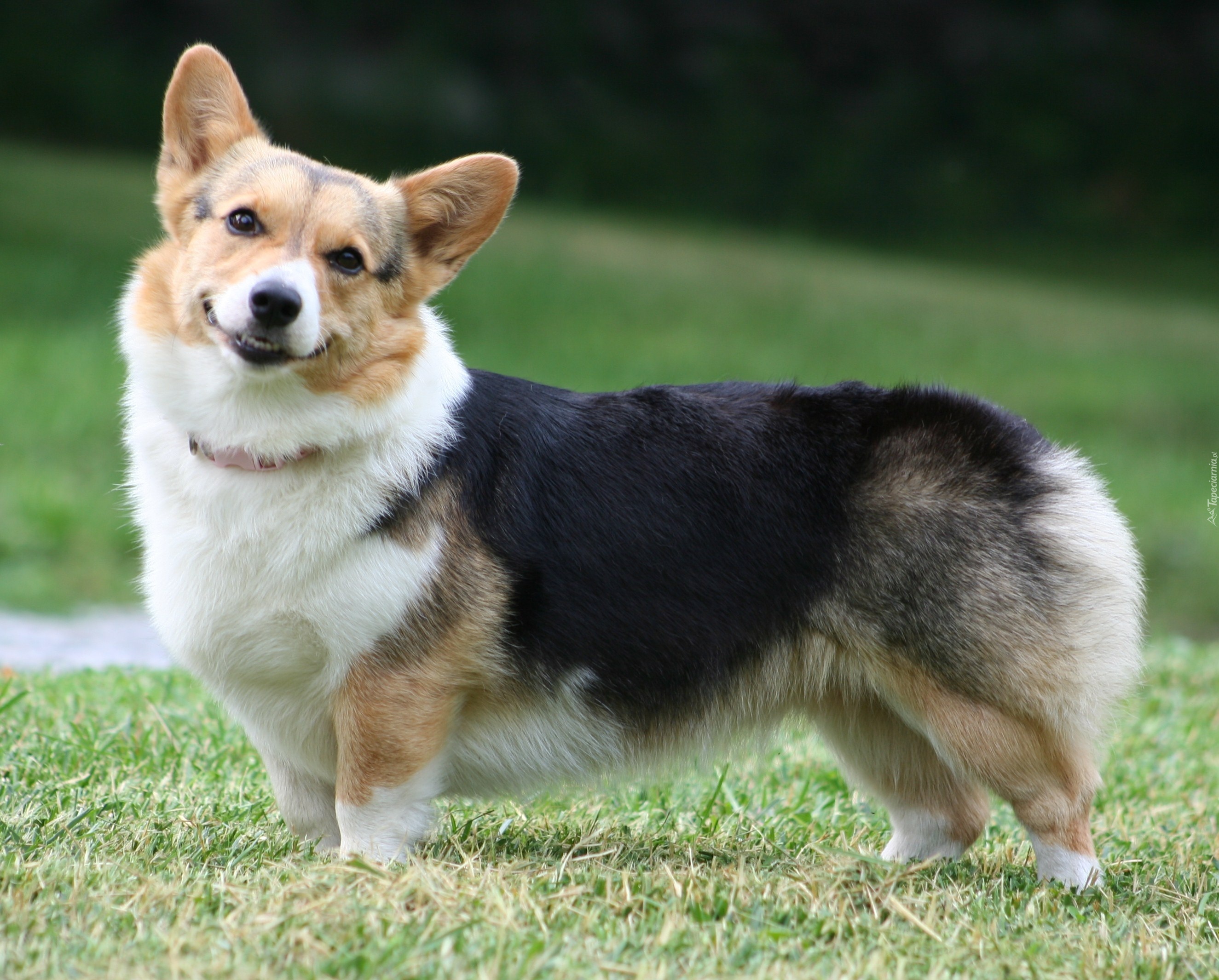 pyszczek, Welsh corgi pembroke