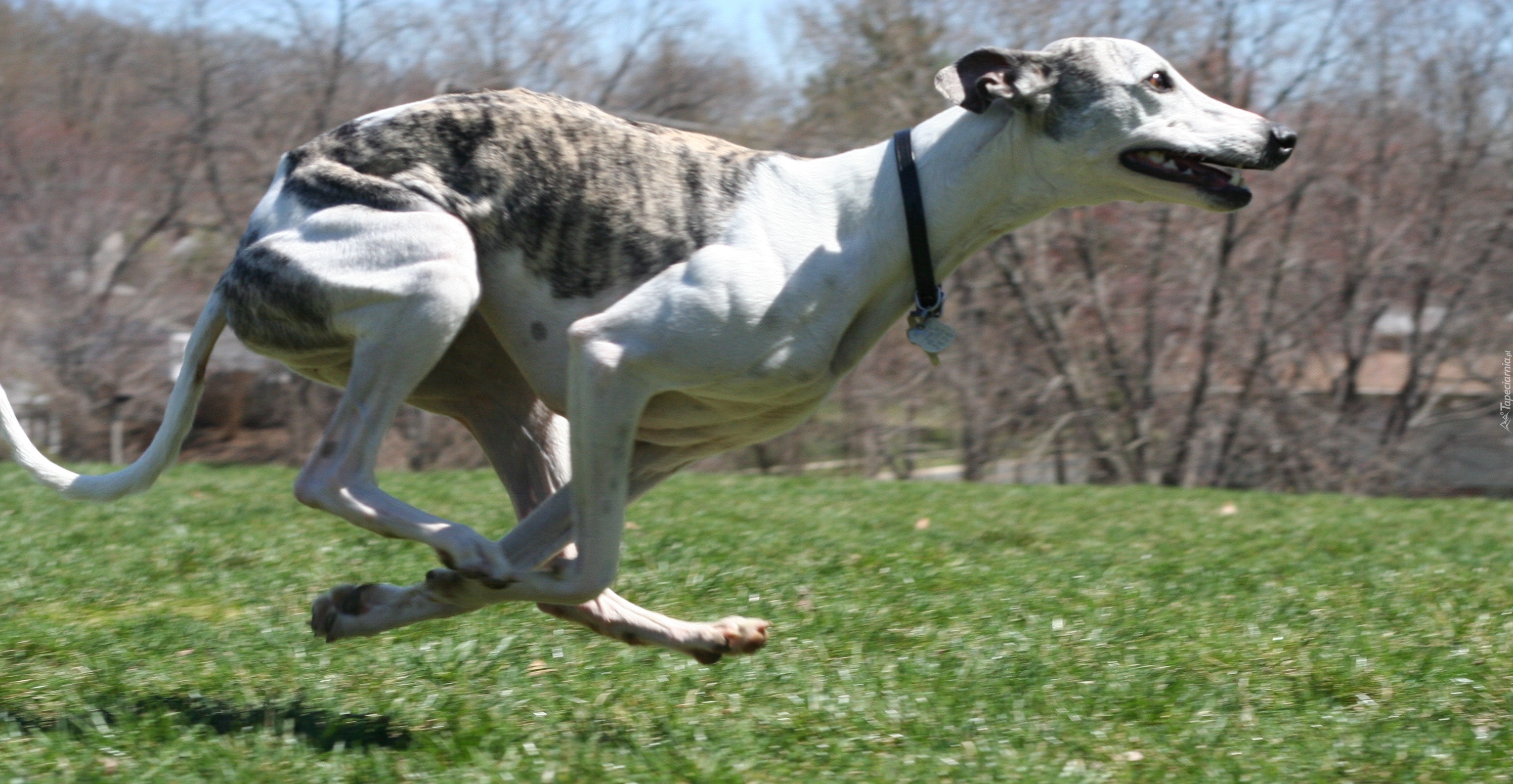 Whippet