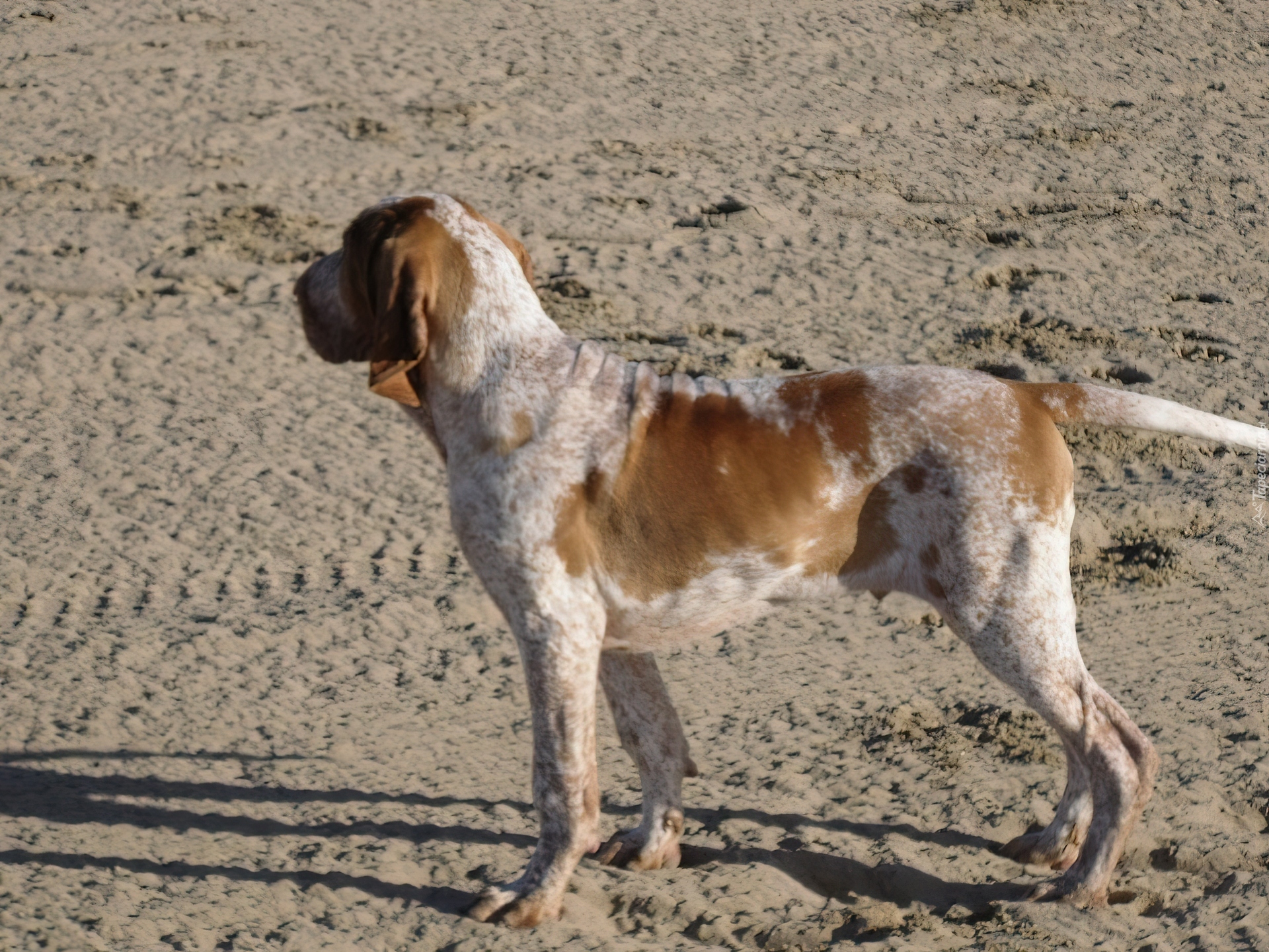 Wyżeł włoski krótkowłosy, Bracco italiano, piasek