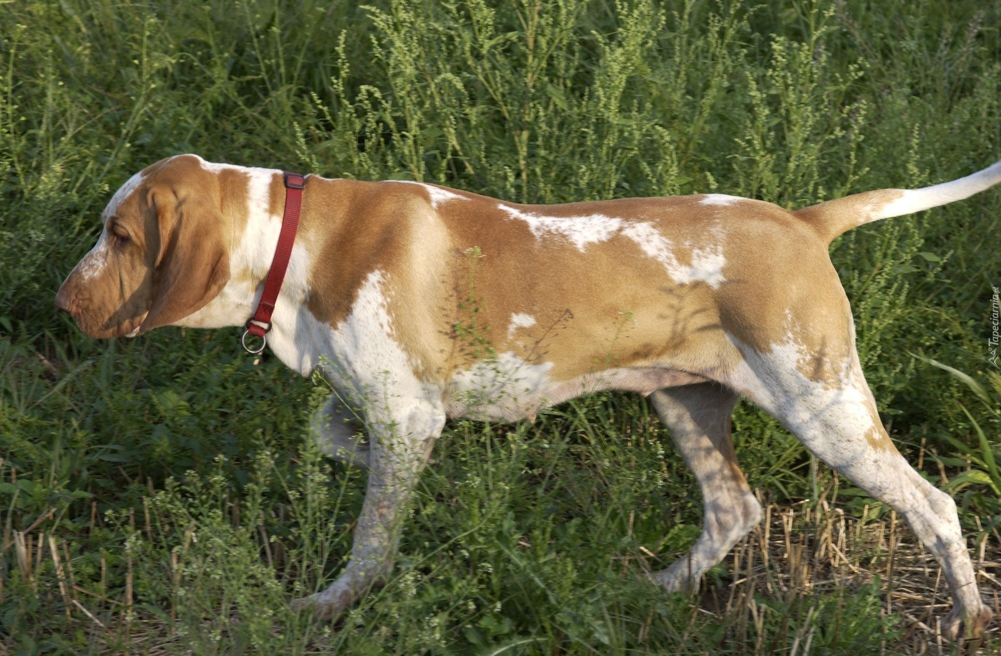 Wyżeł włoski krótkowłosy, Bracco italiano, czerwona, obroża, trawa