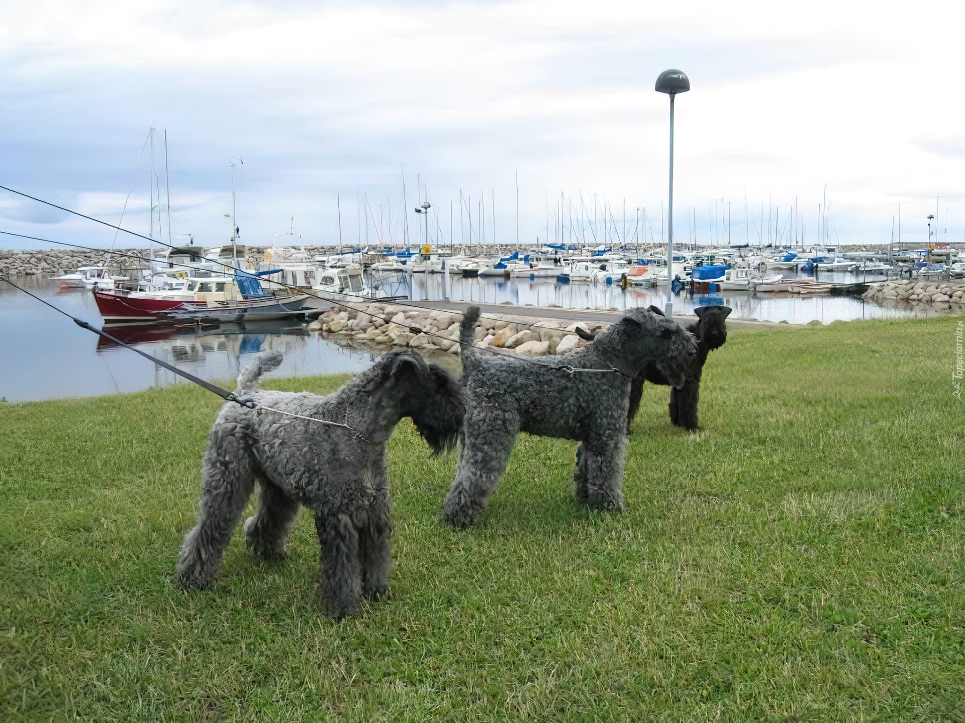 trzy, Kerry blue terrier