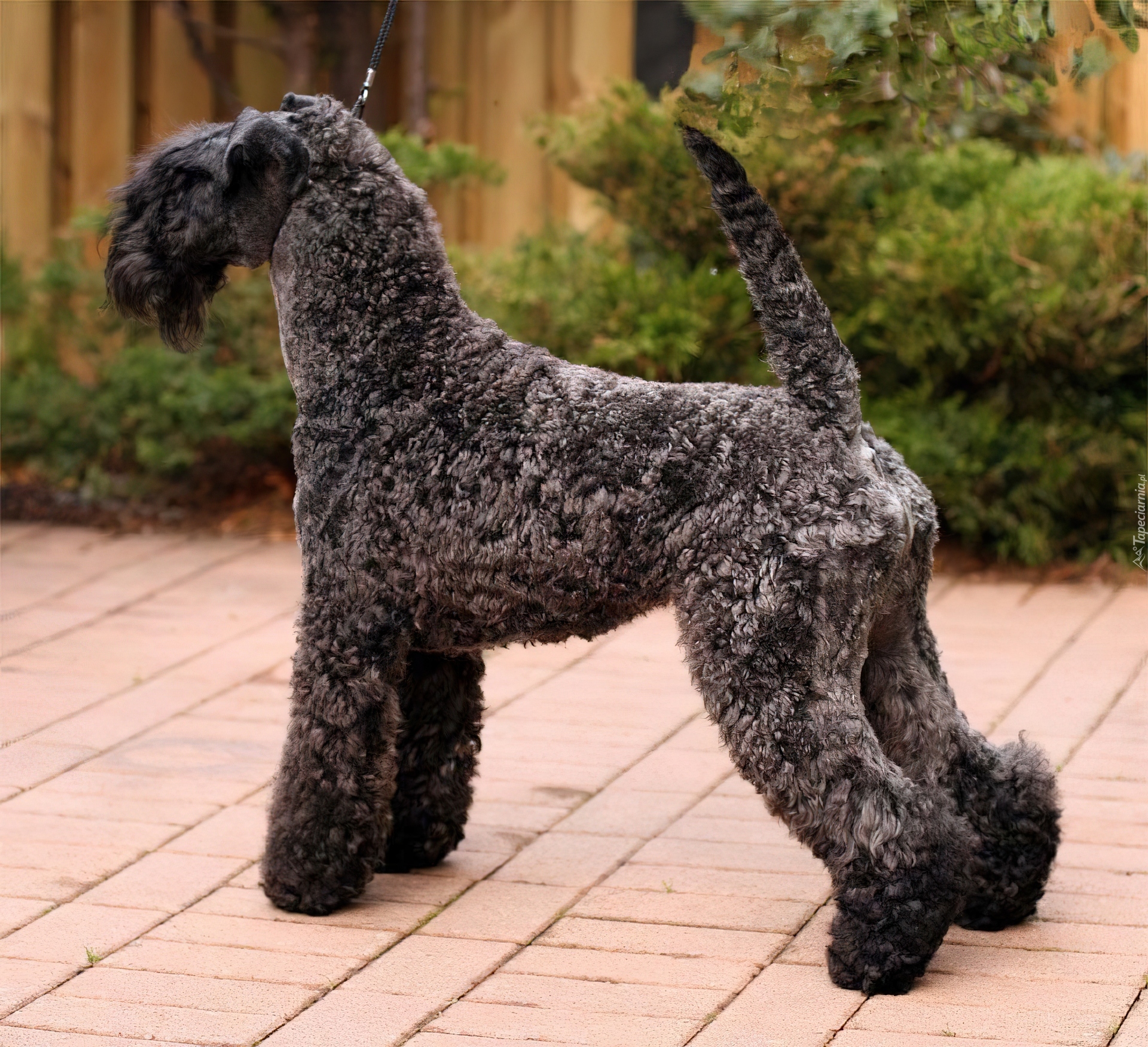 Kerry blue terrier