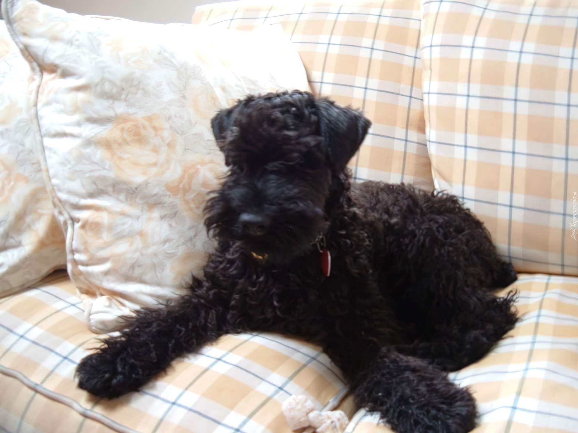 Kerry blue terrier, sofa