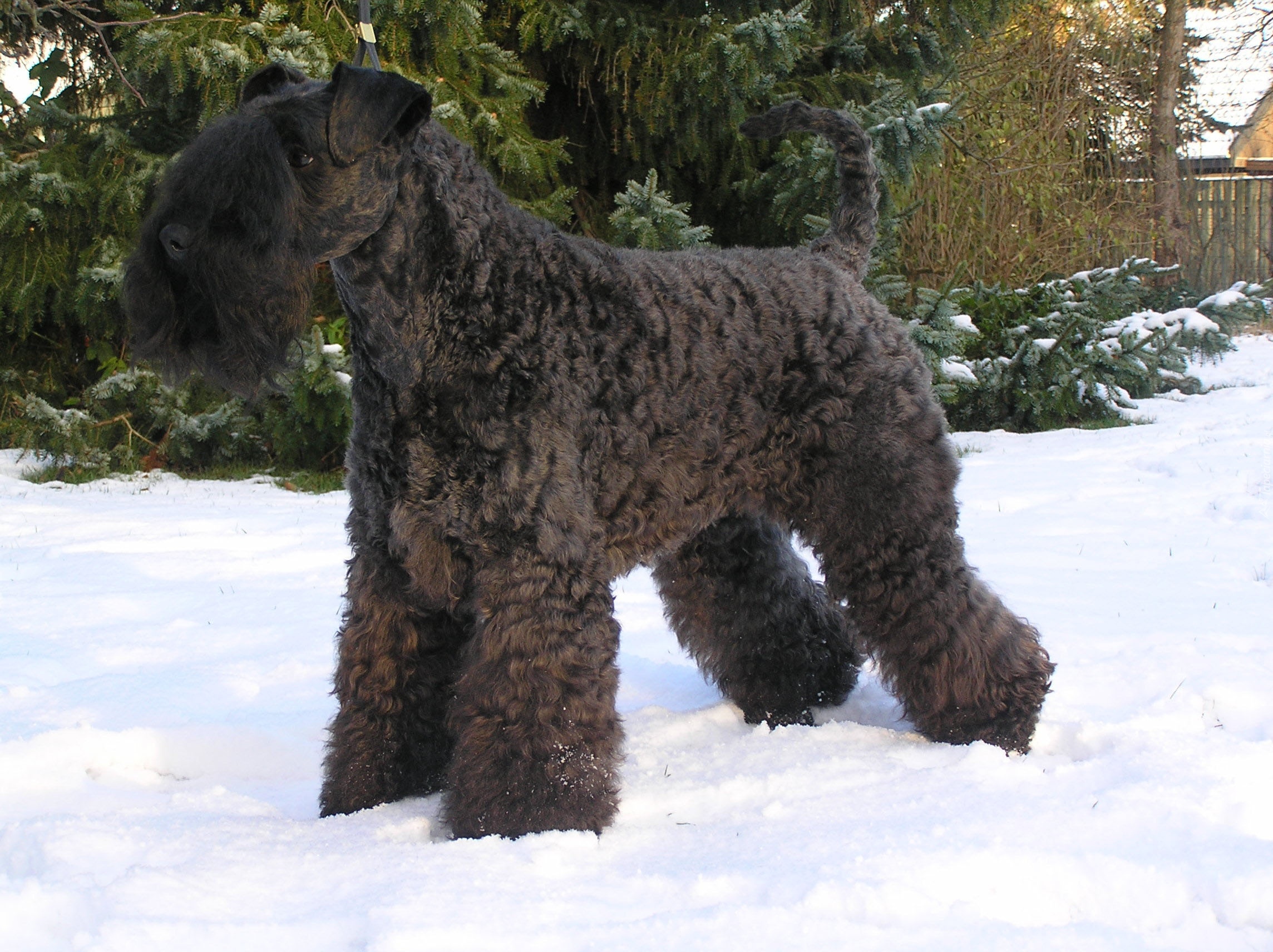 Kerry blue terrier, śnieg