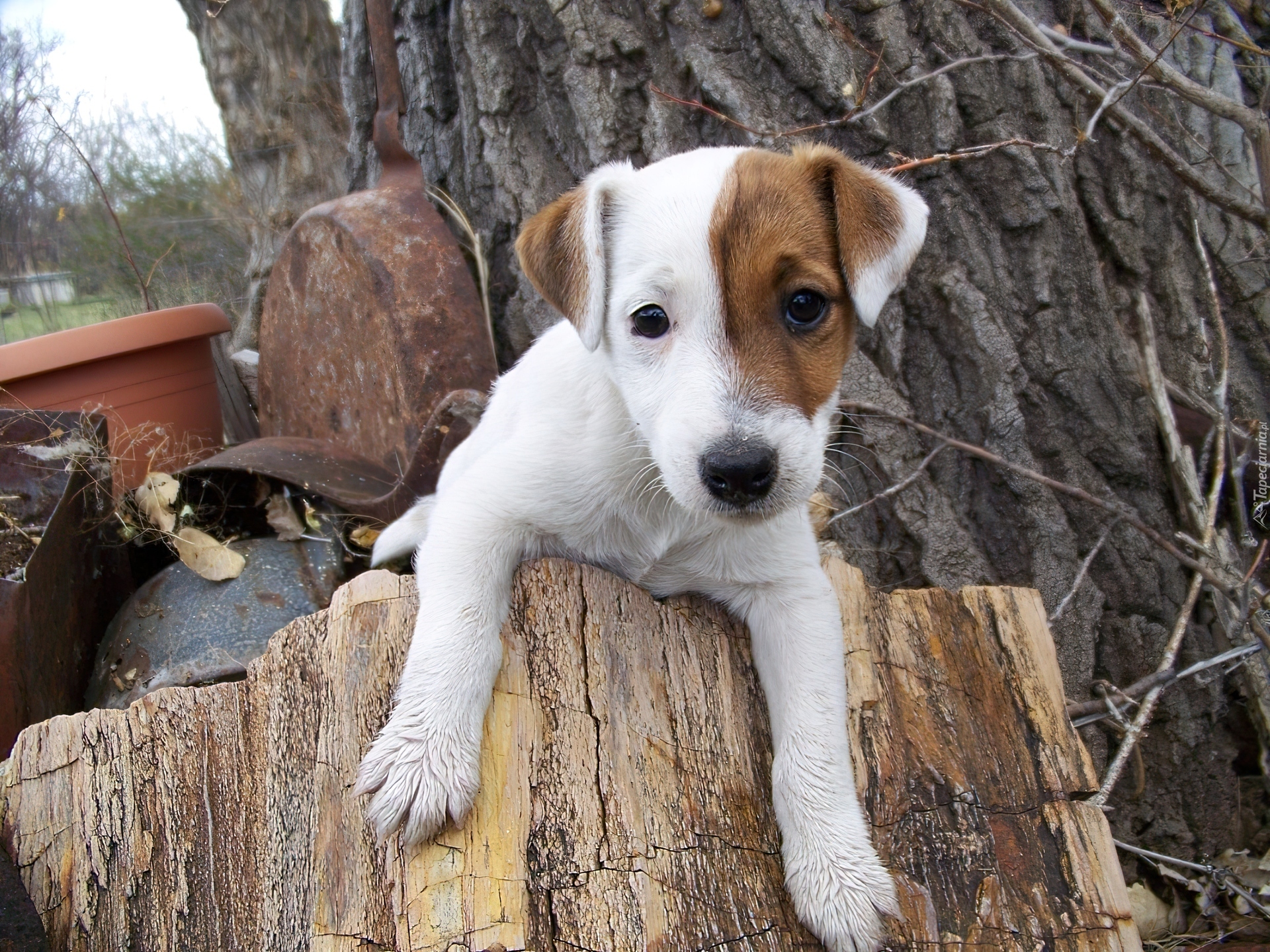 Jack Russell Terrier, pieniek