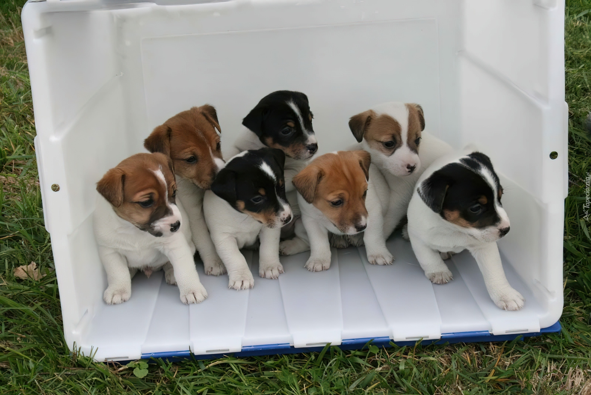 siedem, słodkich, Jack Russell Terrierów