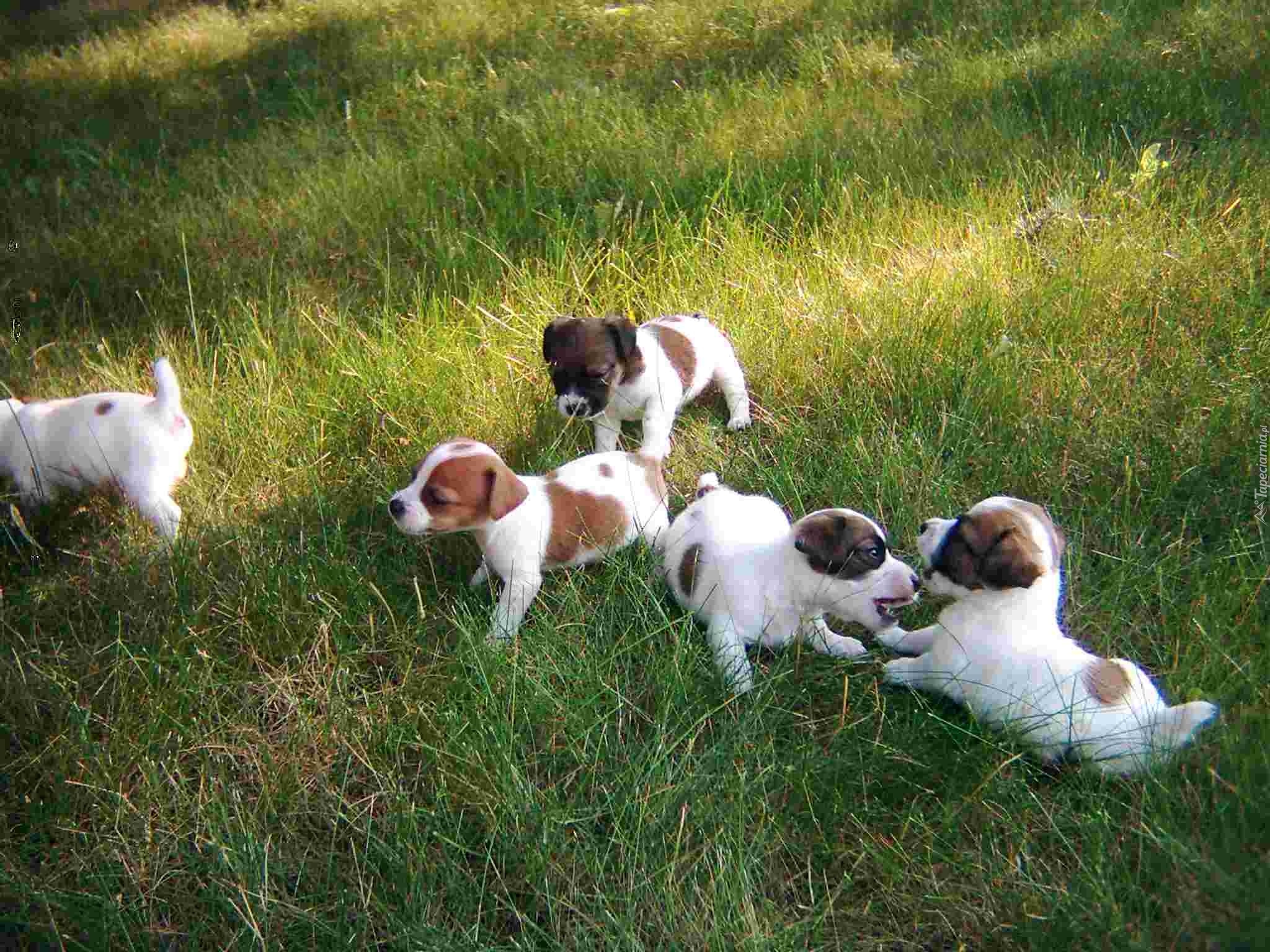 Jack Russell Terrier, zielona, trawa