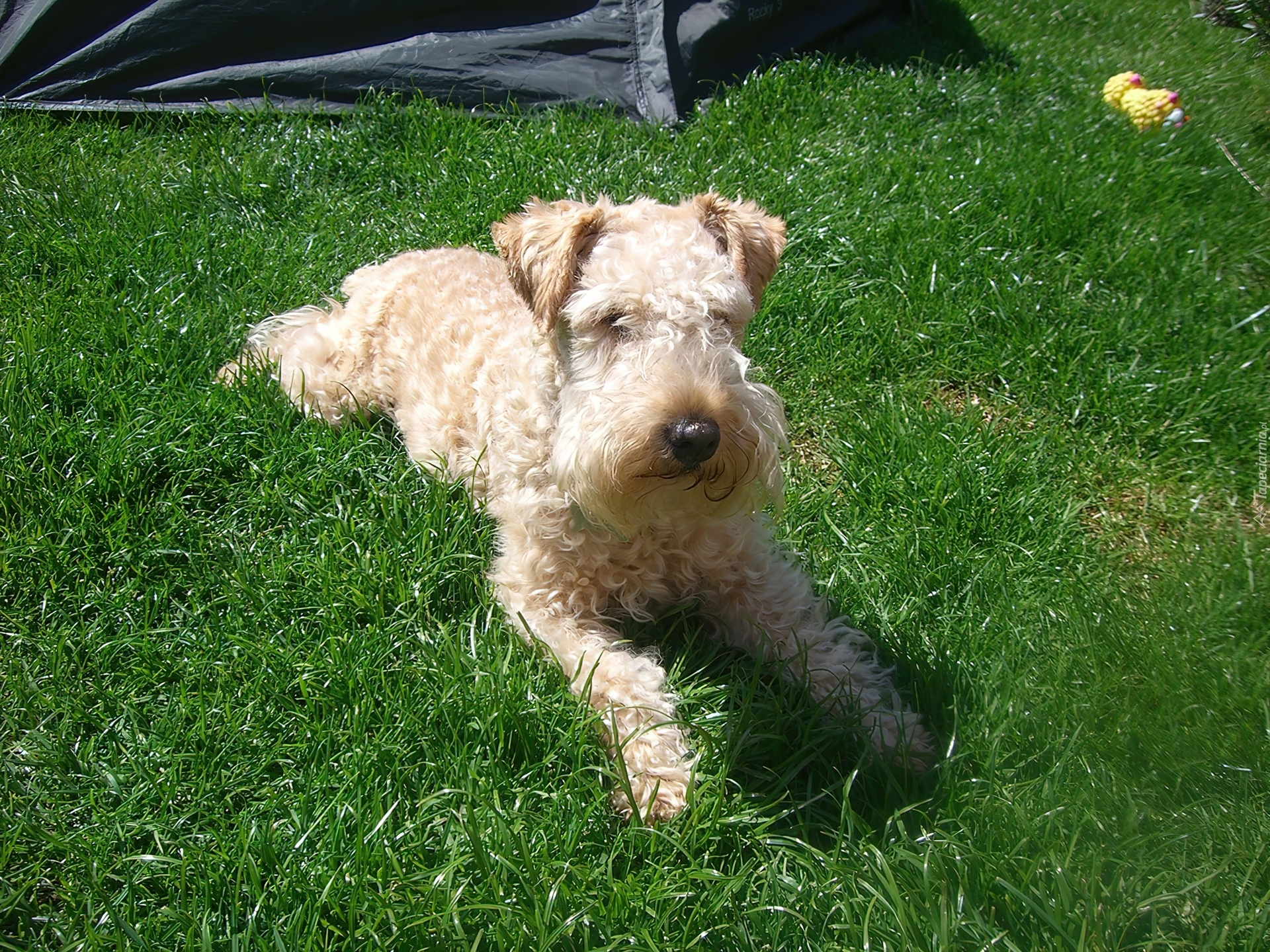 Lakeland Terrier, pszeniczne, umaszczenie