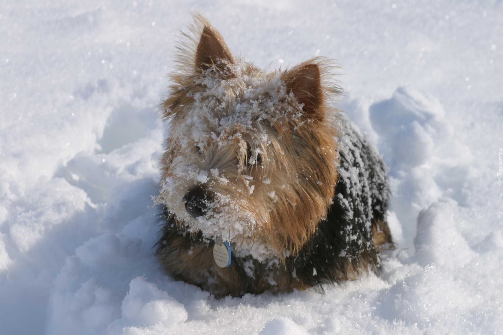 Norwich terrier, śnieg