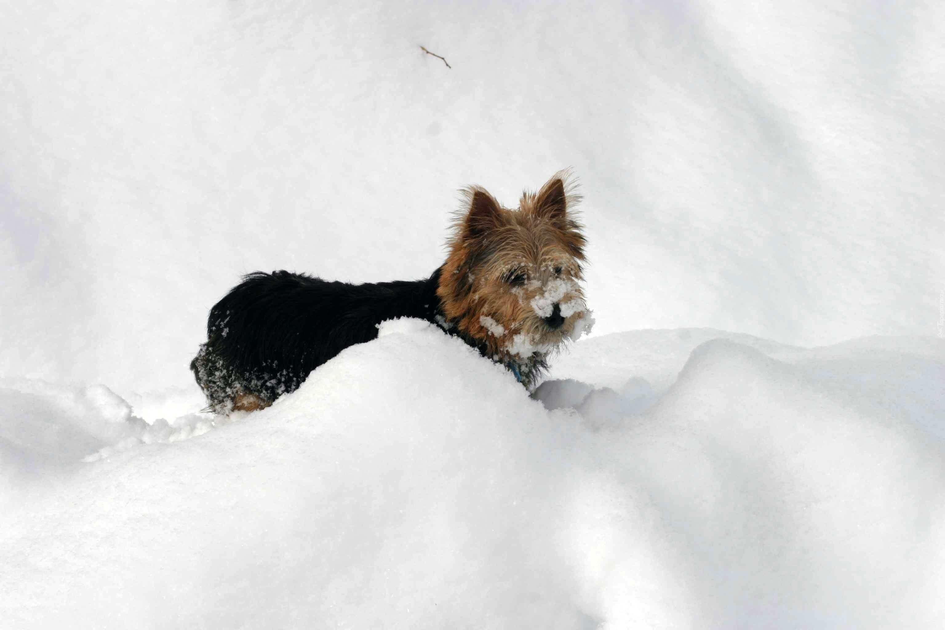 Norwich terrier