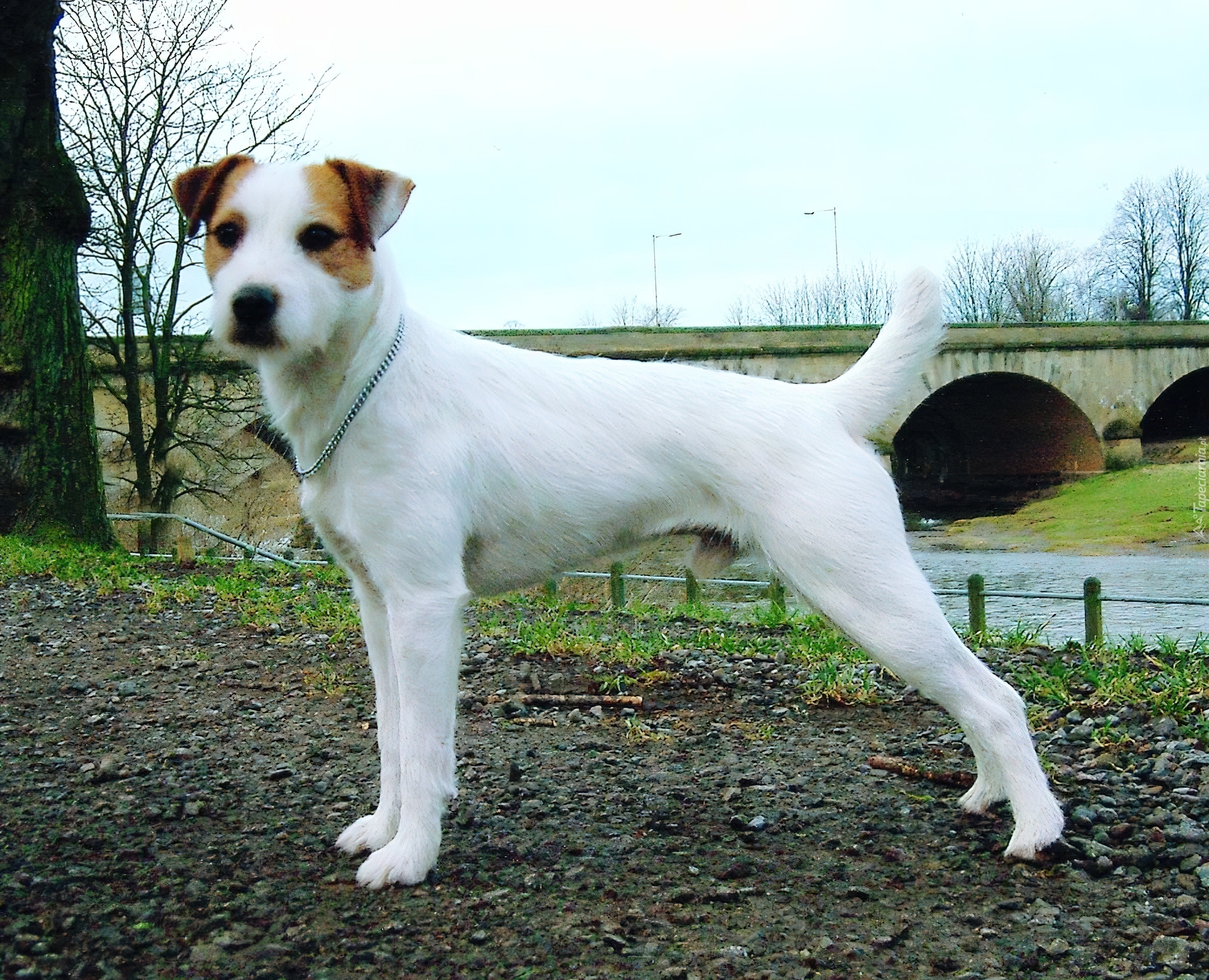 Parson Russell Terrier, most