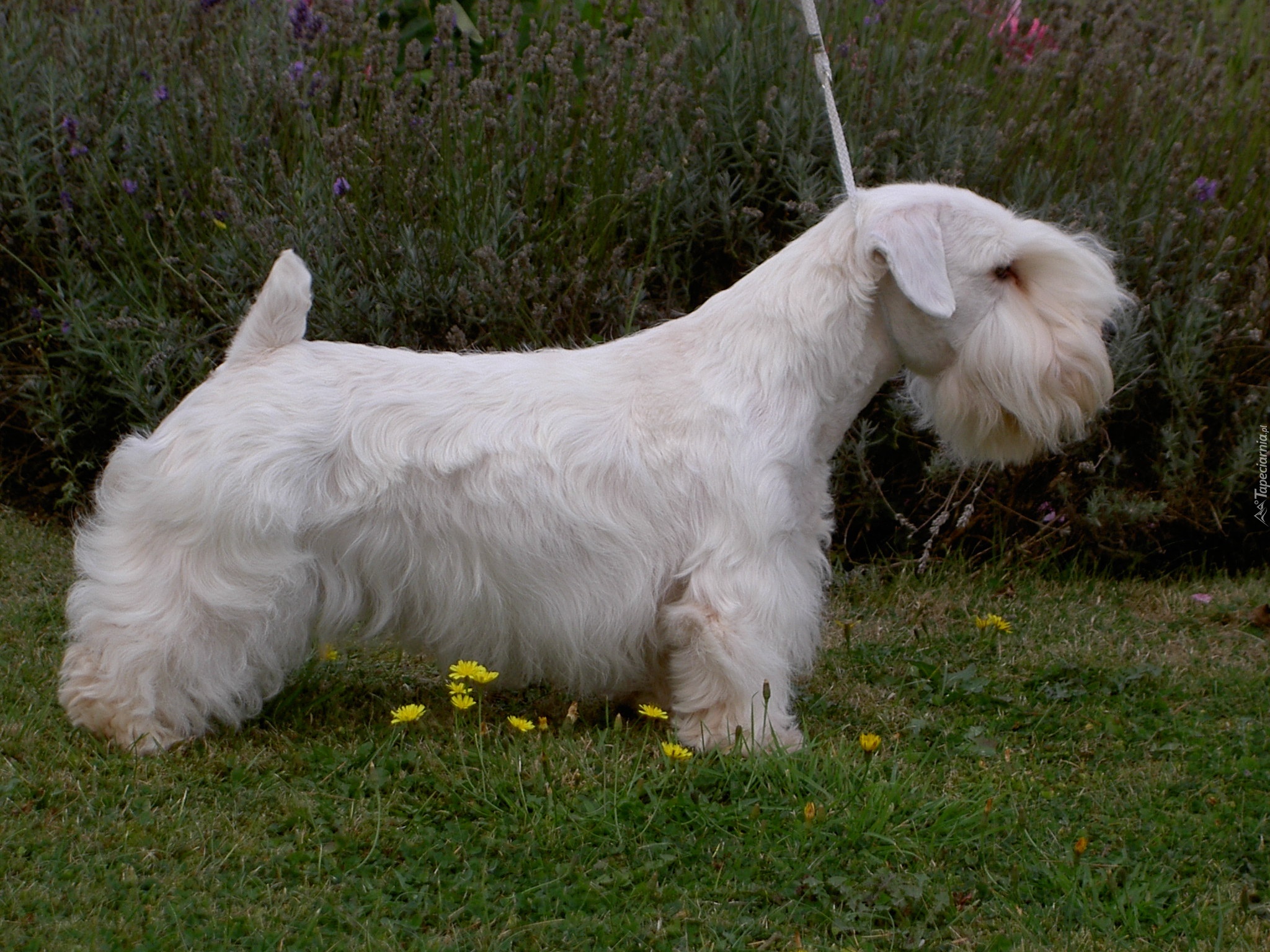 biały, Sealyham Terrier