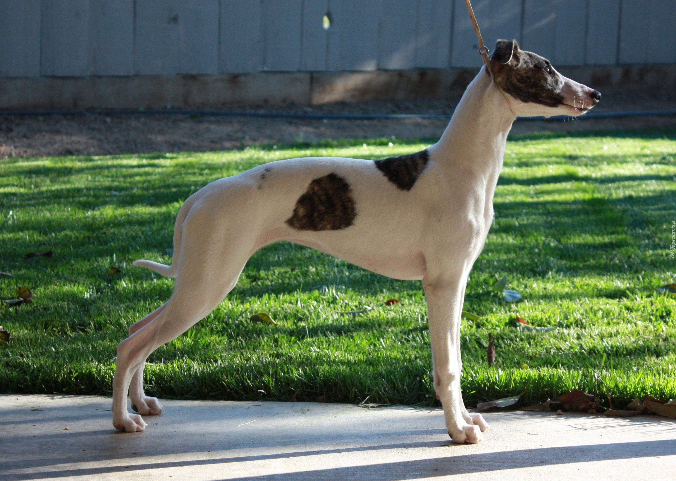 Whippet, trawa
