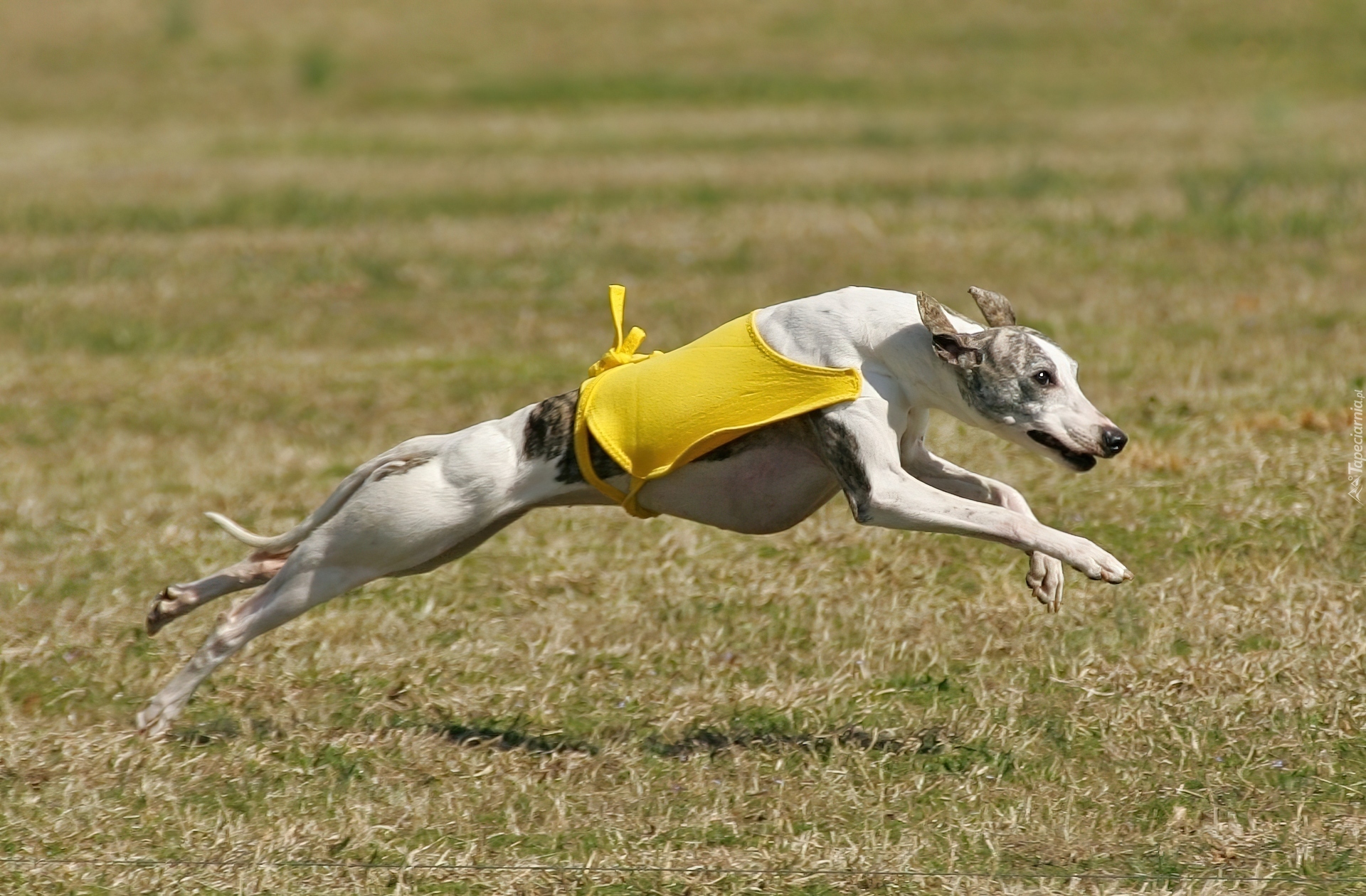 Whippet, żółte, ubranko