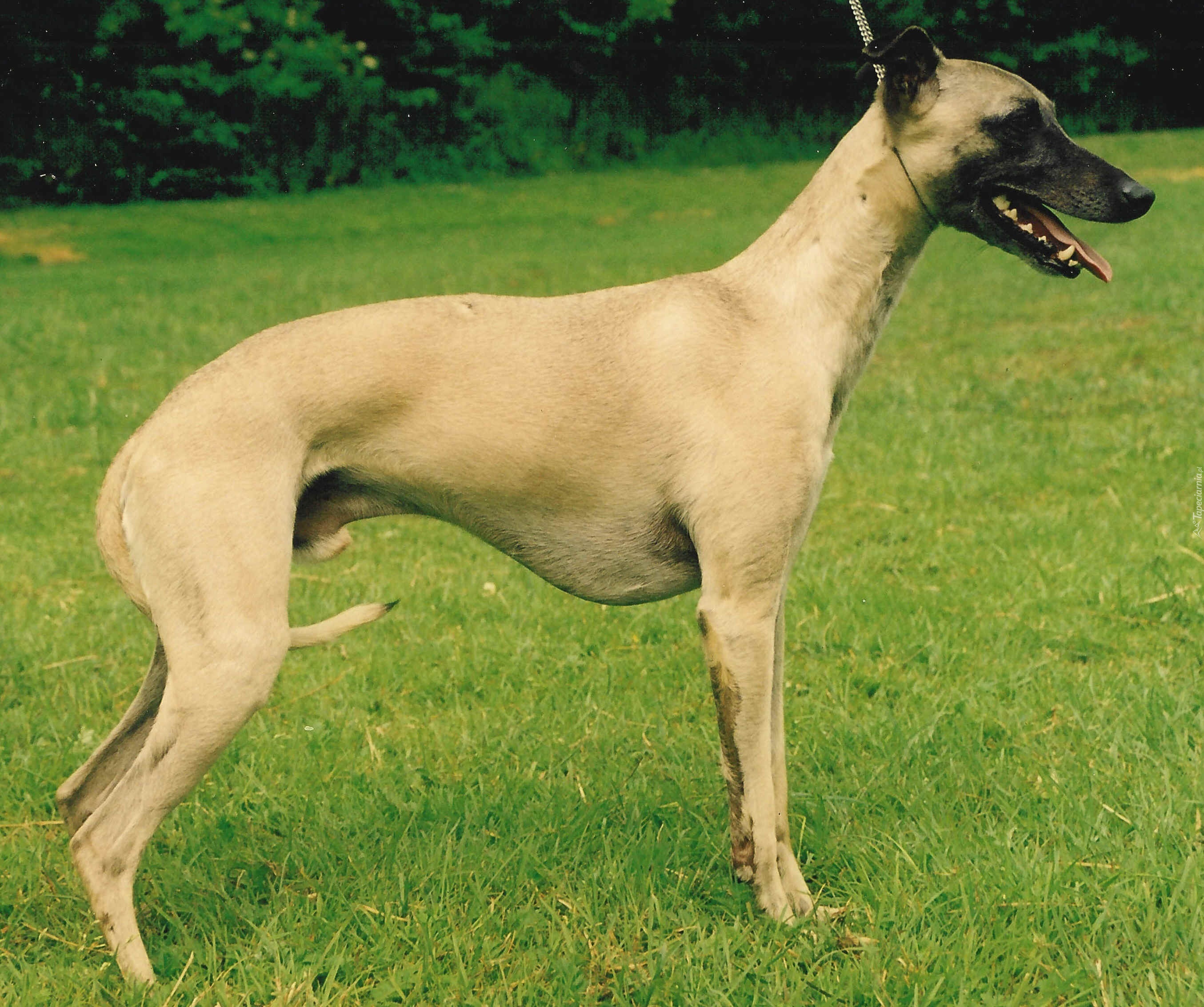 Whippet, zielona, trawa