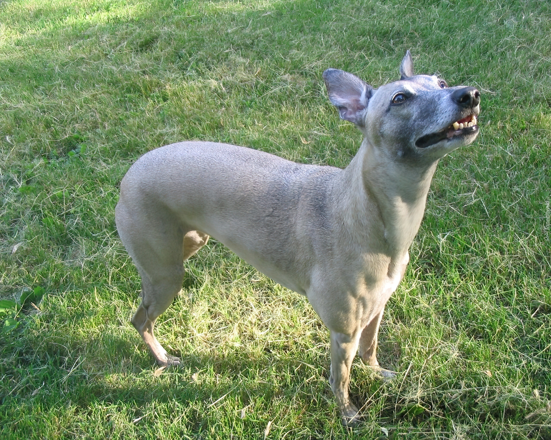 szary, Whippet