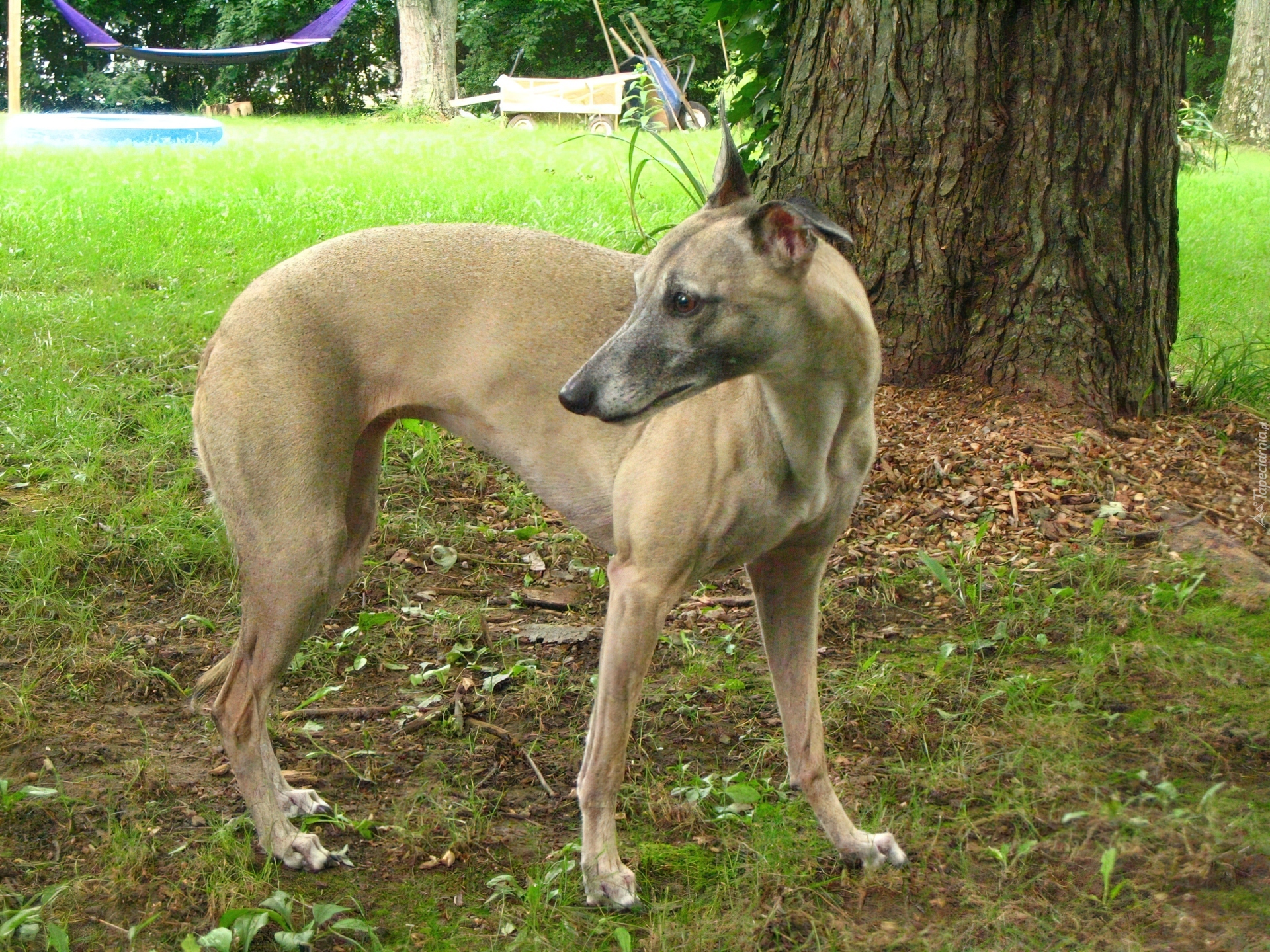 Whippet, drzewo, hamak