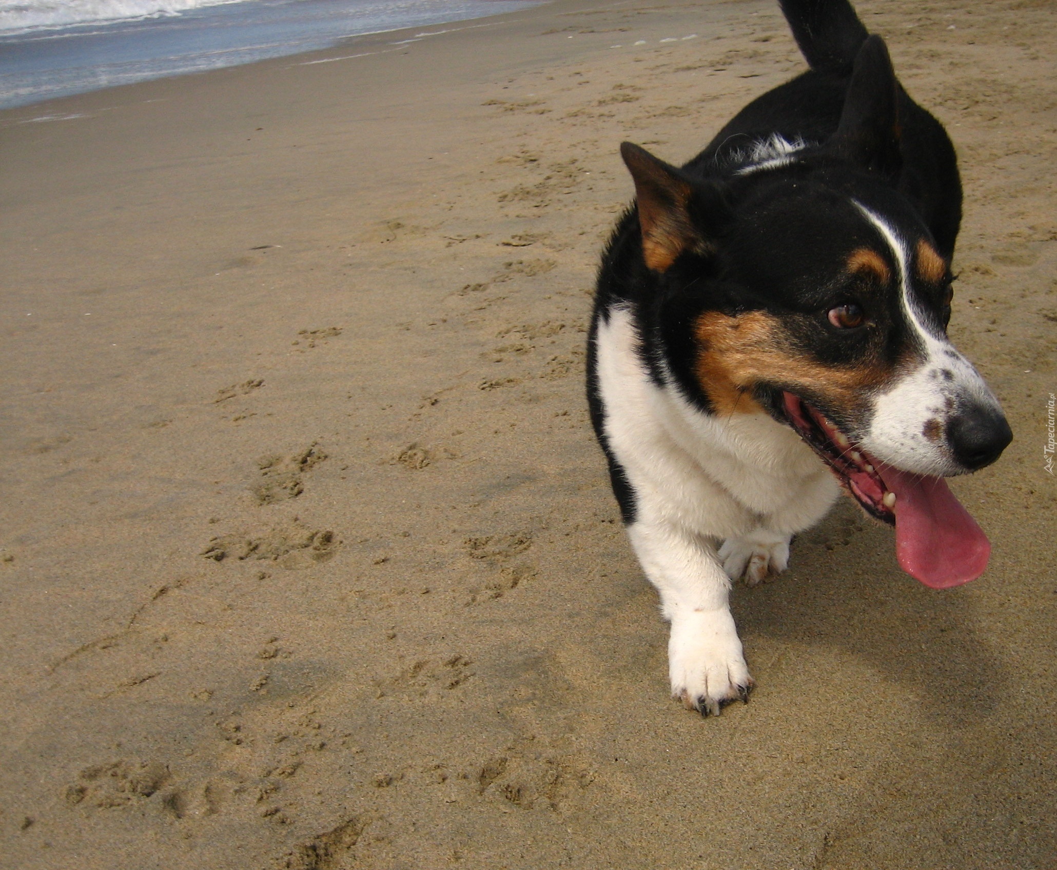 Welsh corgi cardigan, plaża