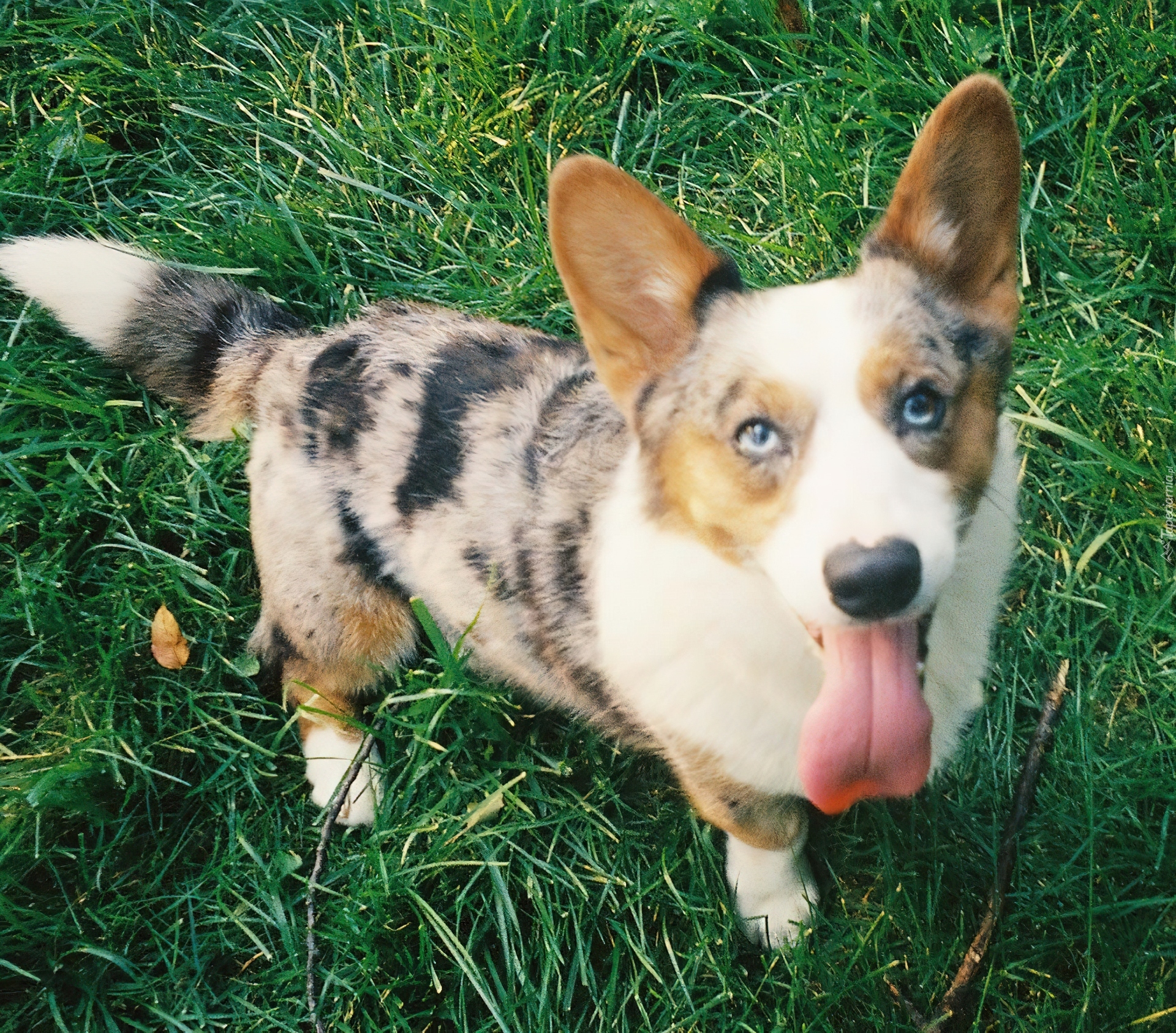 Welsh corgi cardigan, zielona, trawa