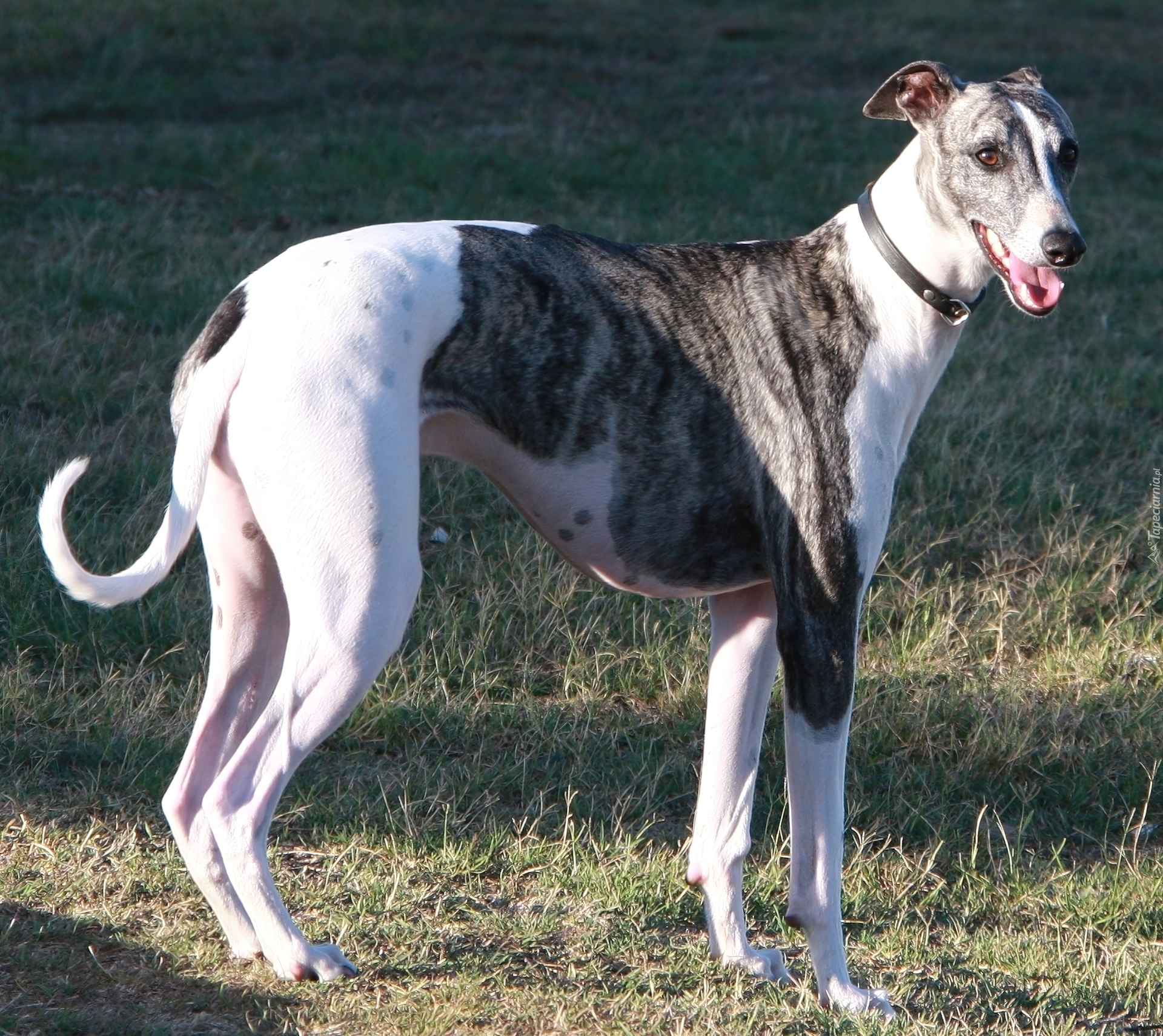 Greyhound