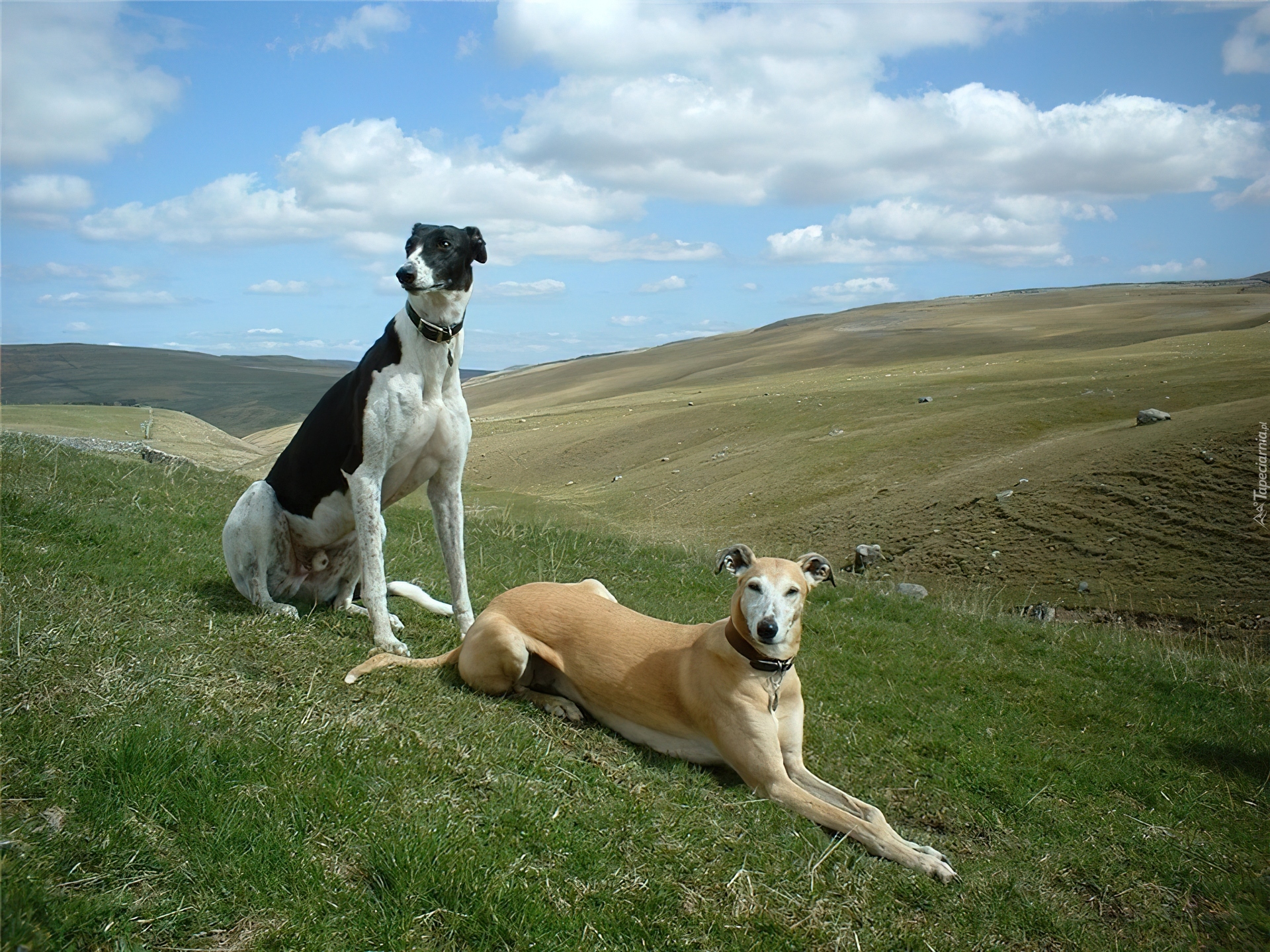 dwa, Greyhoundy, łąka