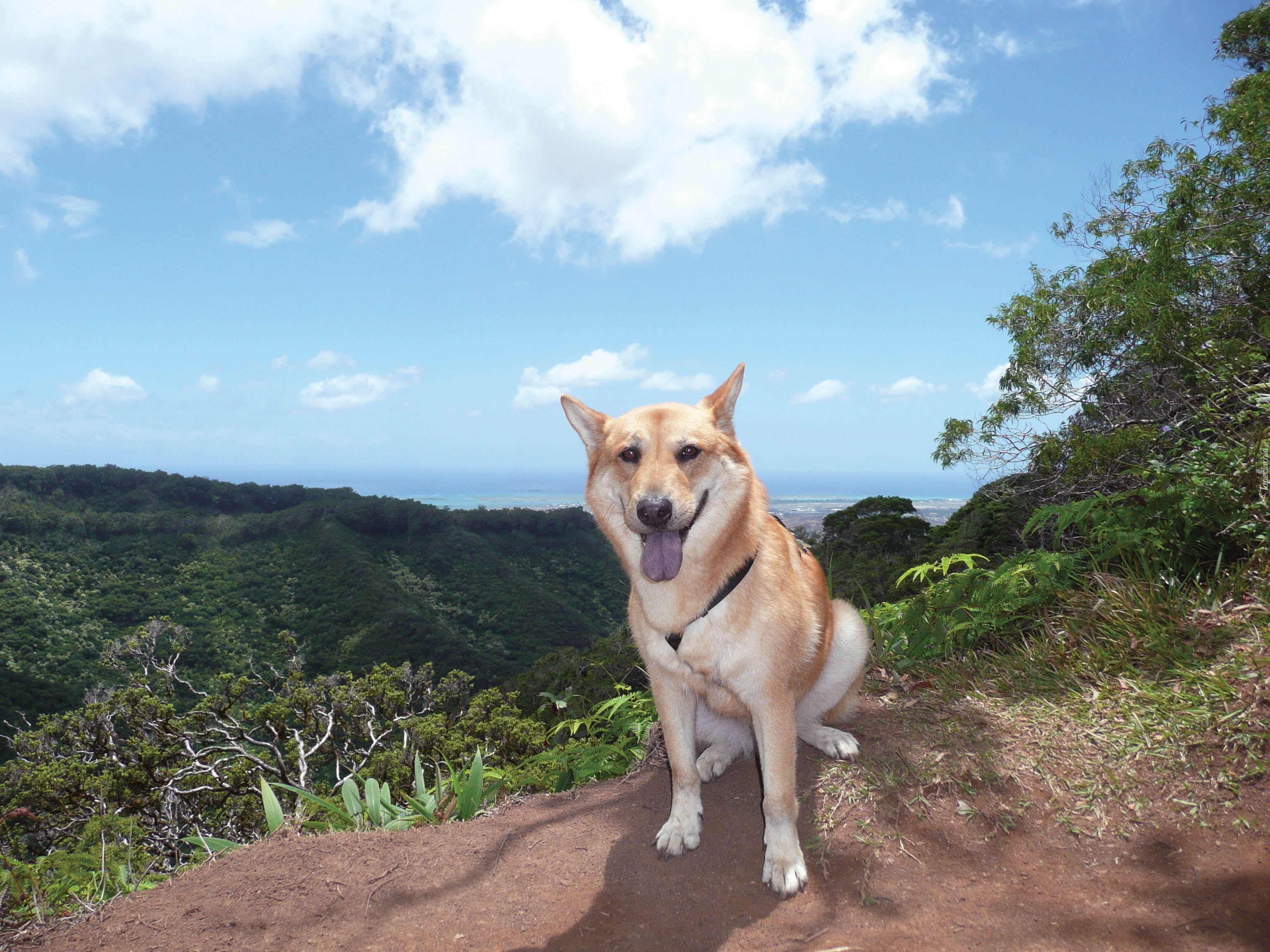 Jindo, niebieskie, niebo