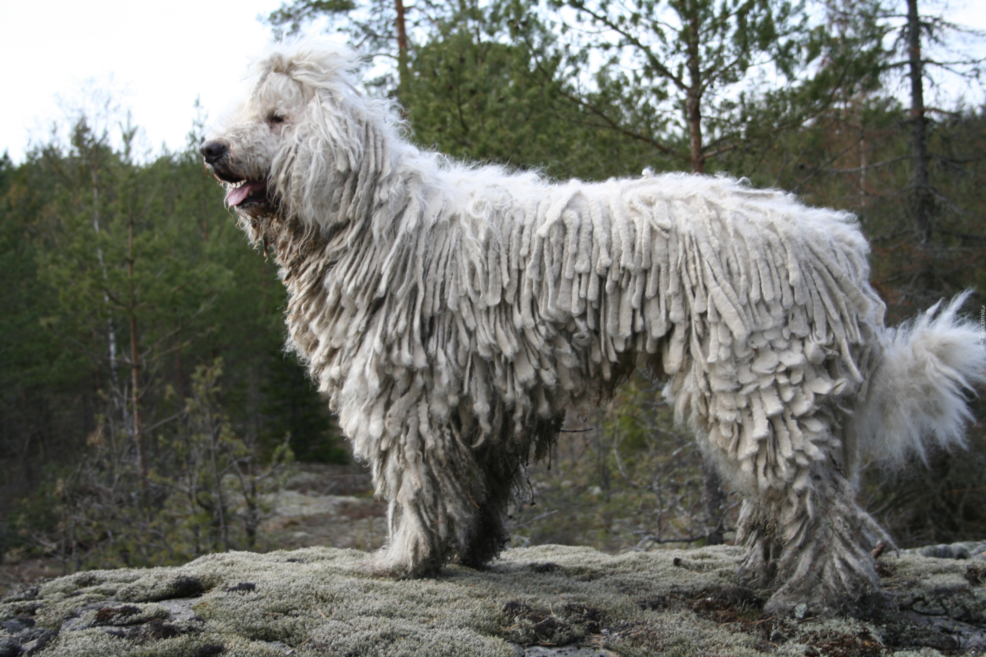 pies, pasterski, Komondor