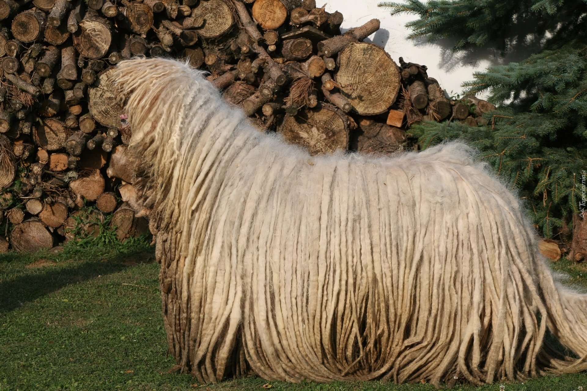 Komondor, drewno