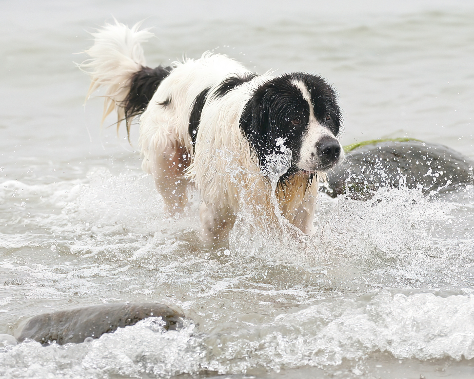 Landseer, woda
