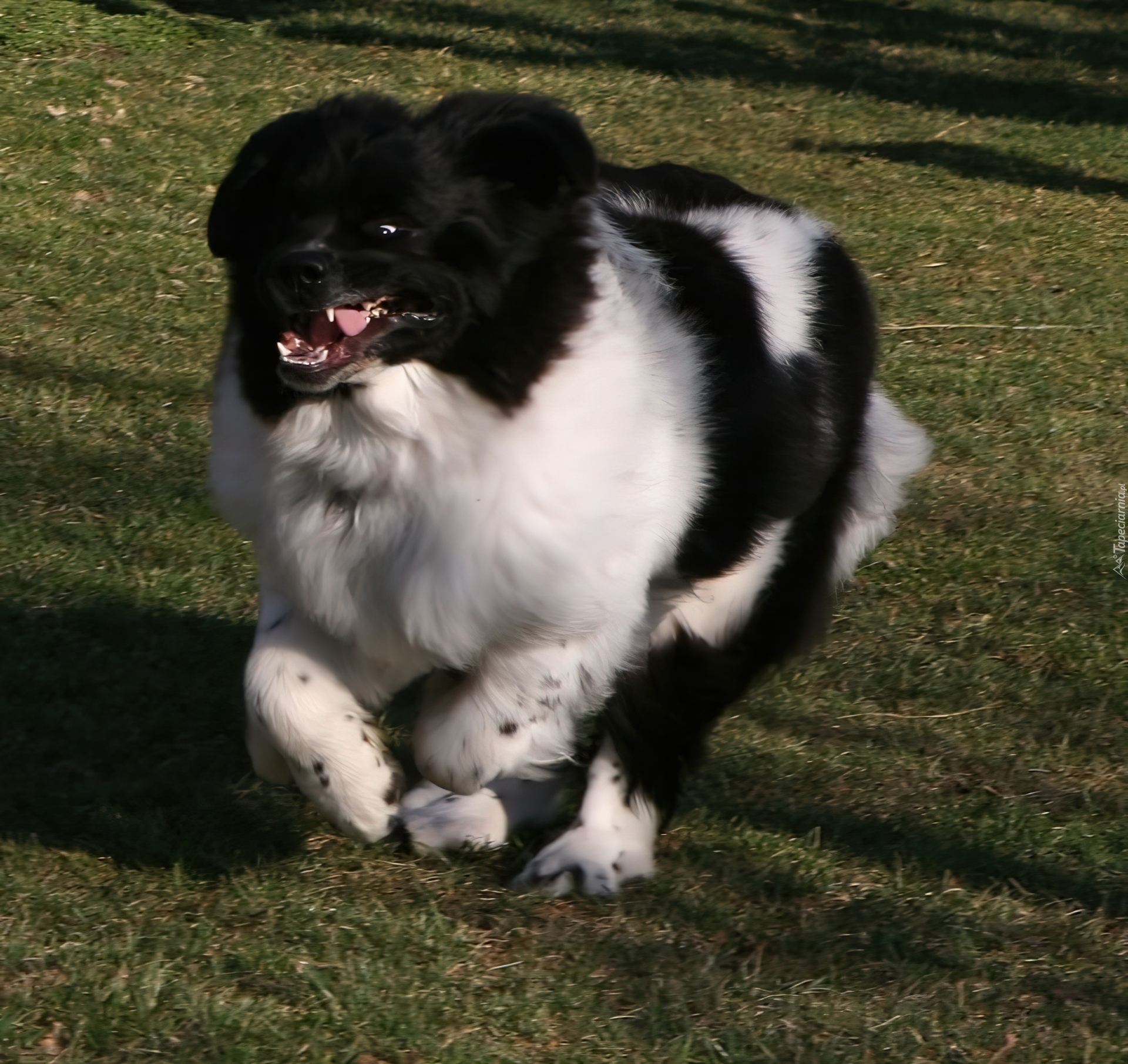 biegnący, Landseer