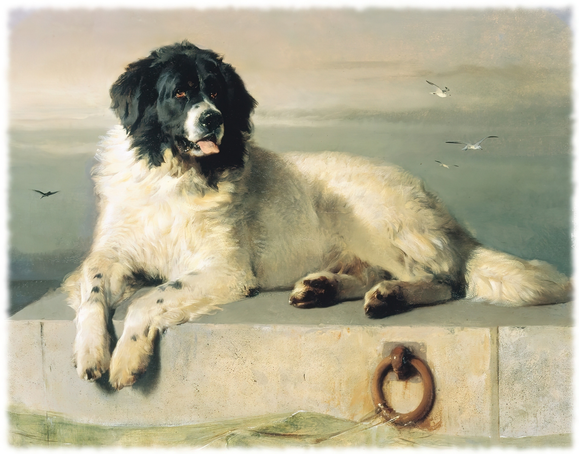 Landseer, mewy