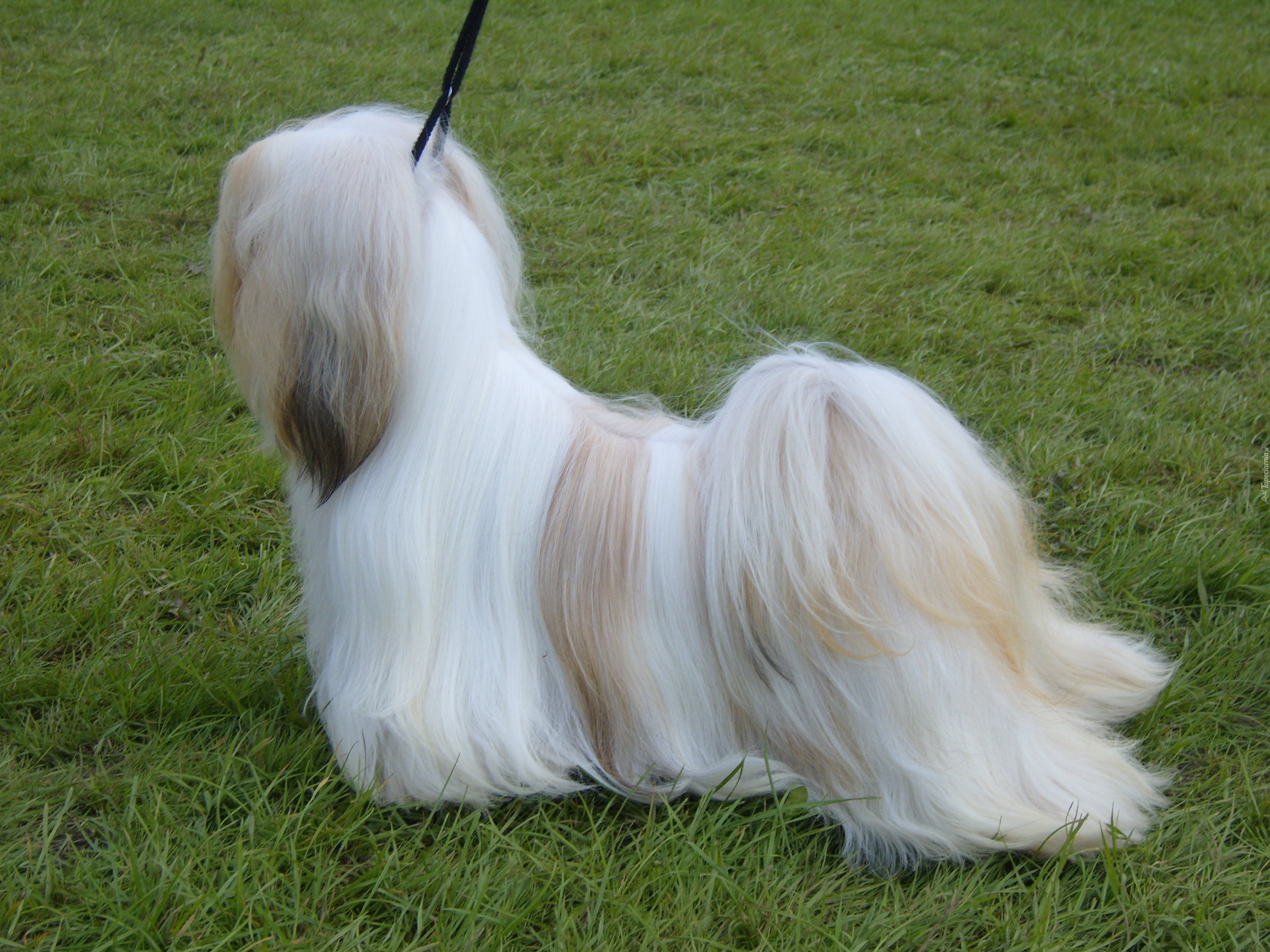 wyczesany, Lhasa Apso