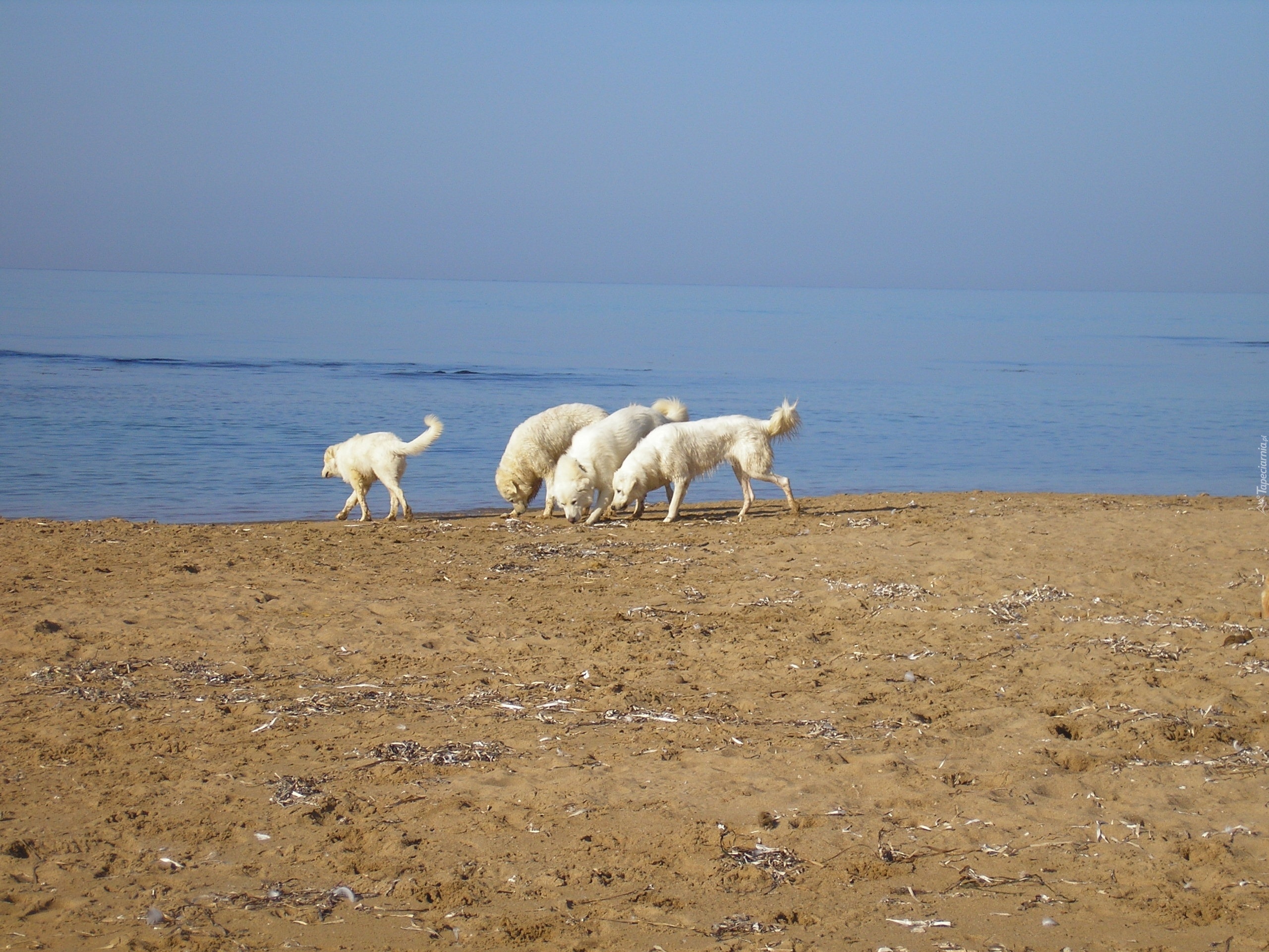 Maremmano-abruzzese, plaża