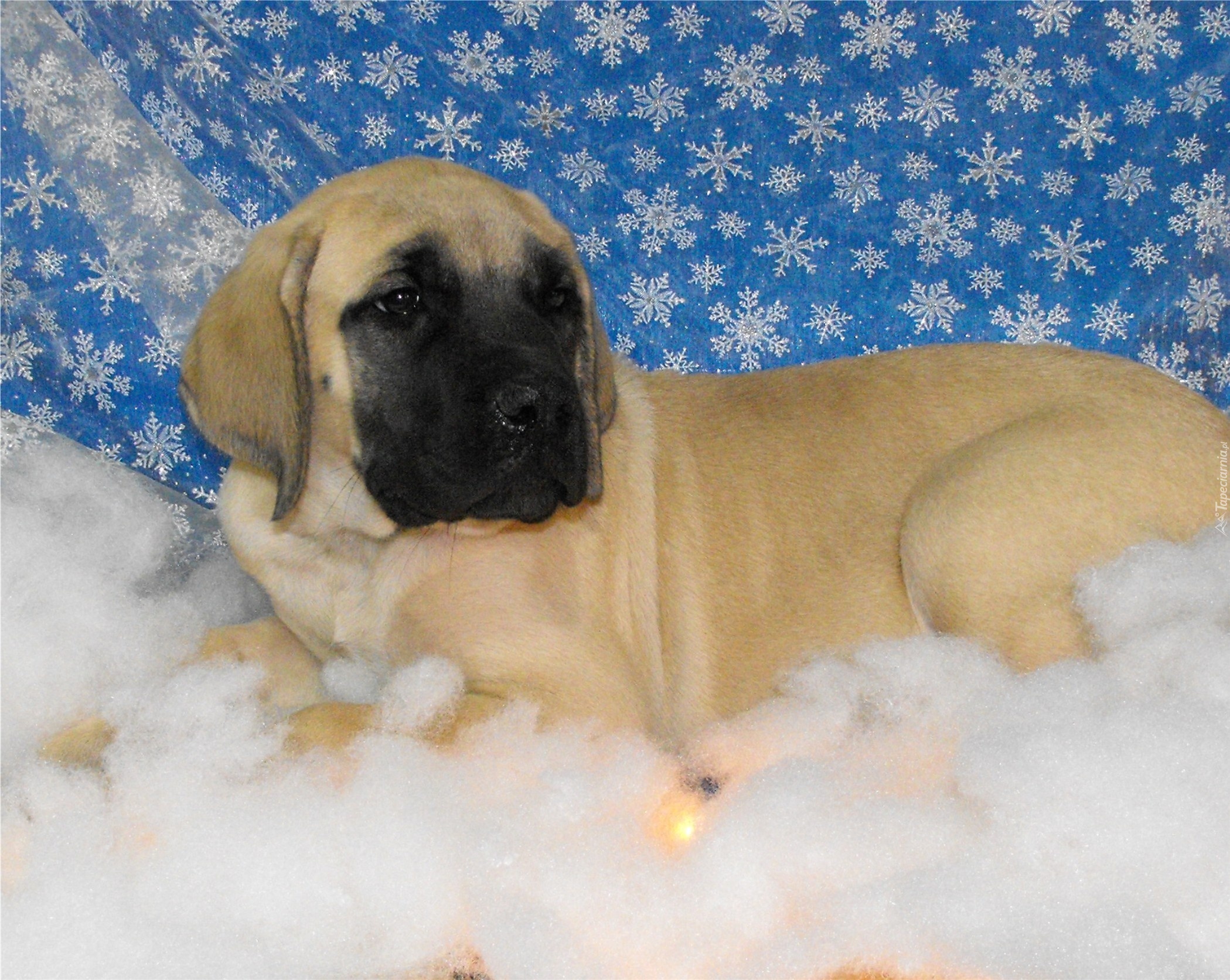 Mastif angielski, Mastiff