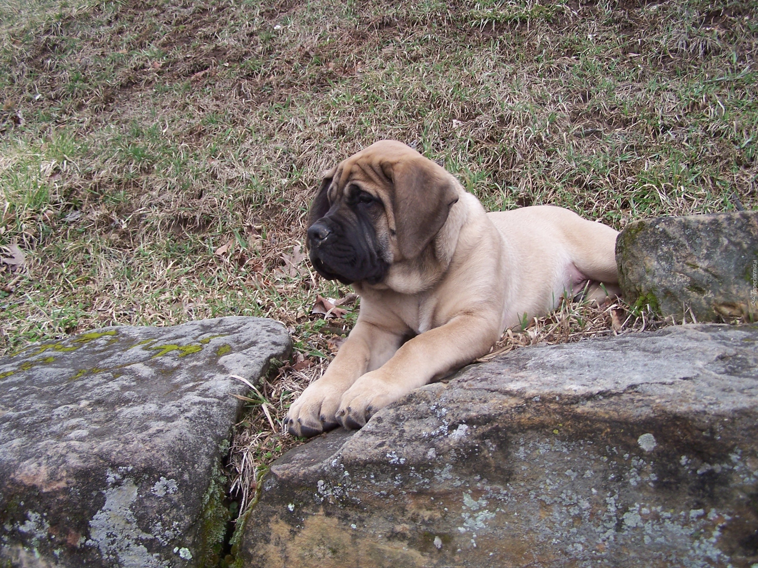 Mastif angielski, Mastiff, kamienie