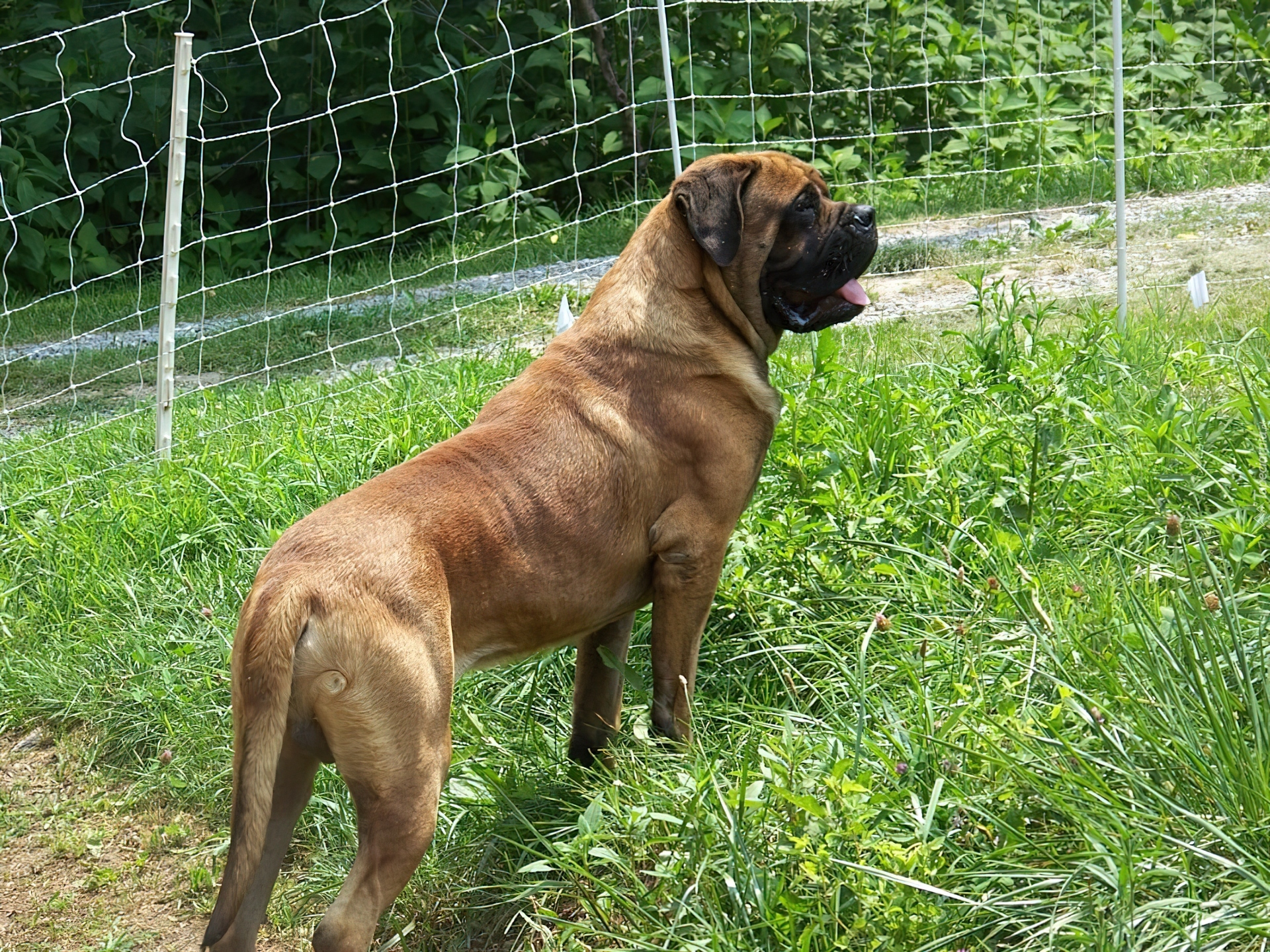 Mastif angielski, Mastiff, zielona, trawa