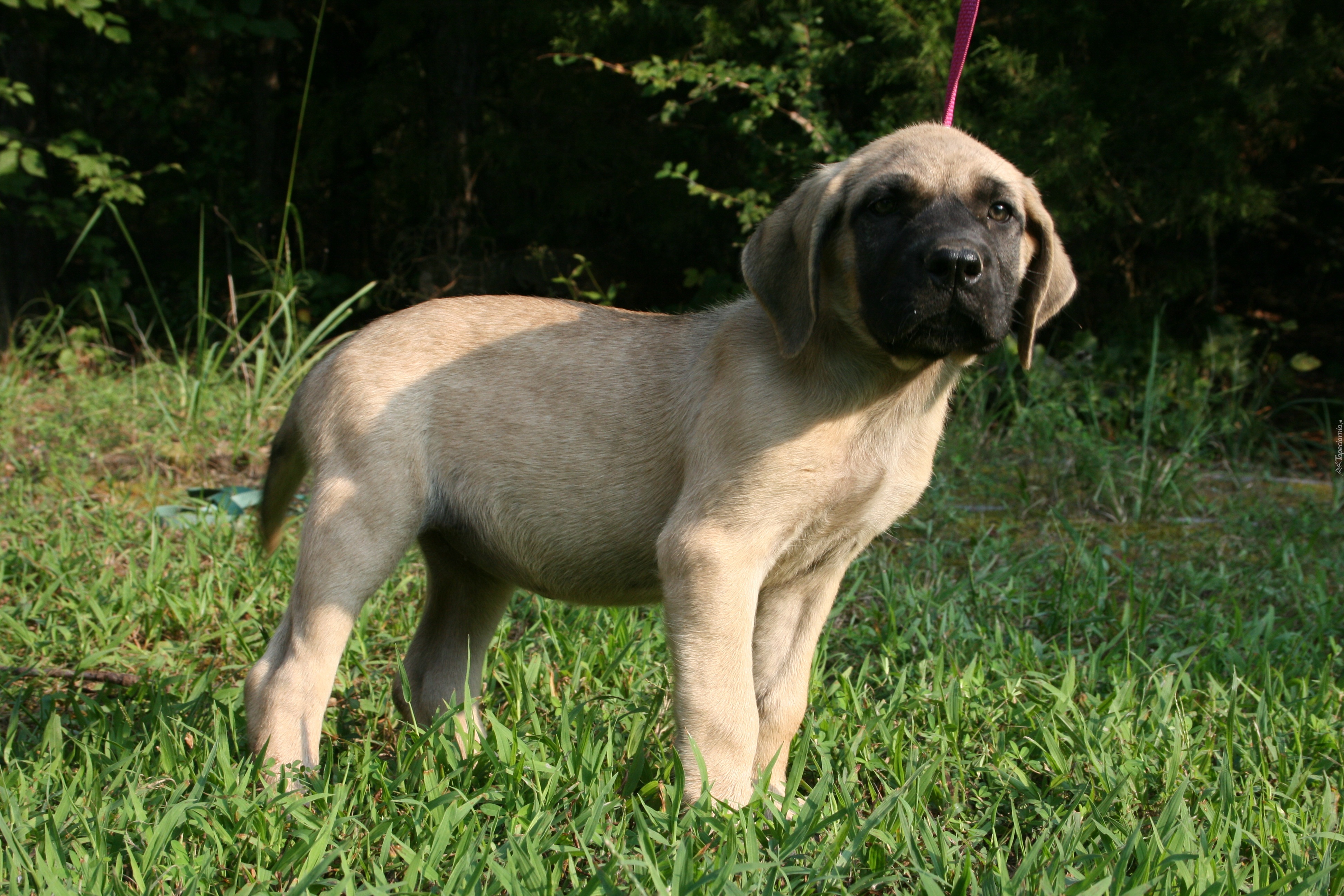 młody, Mastif angielski, Mastiff