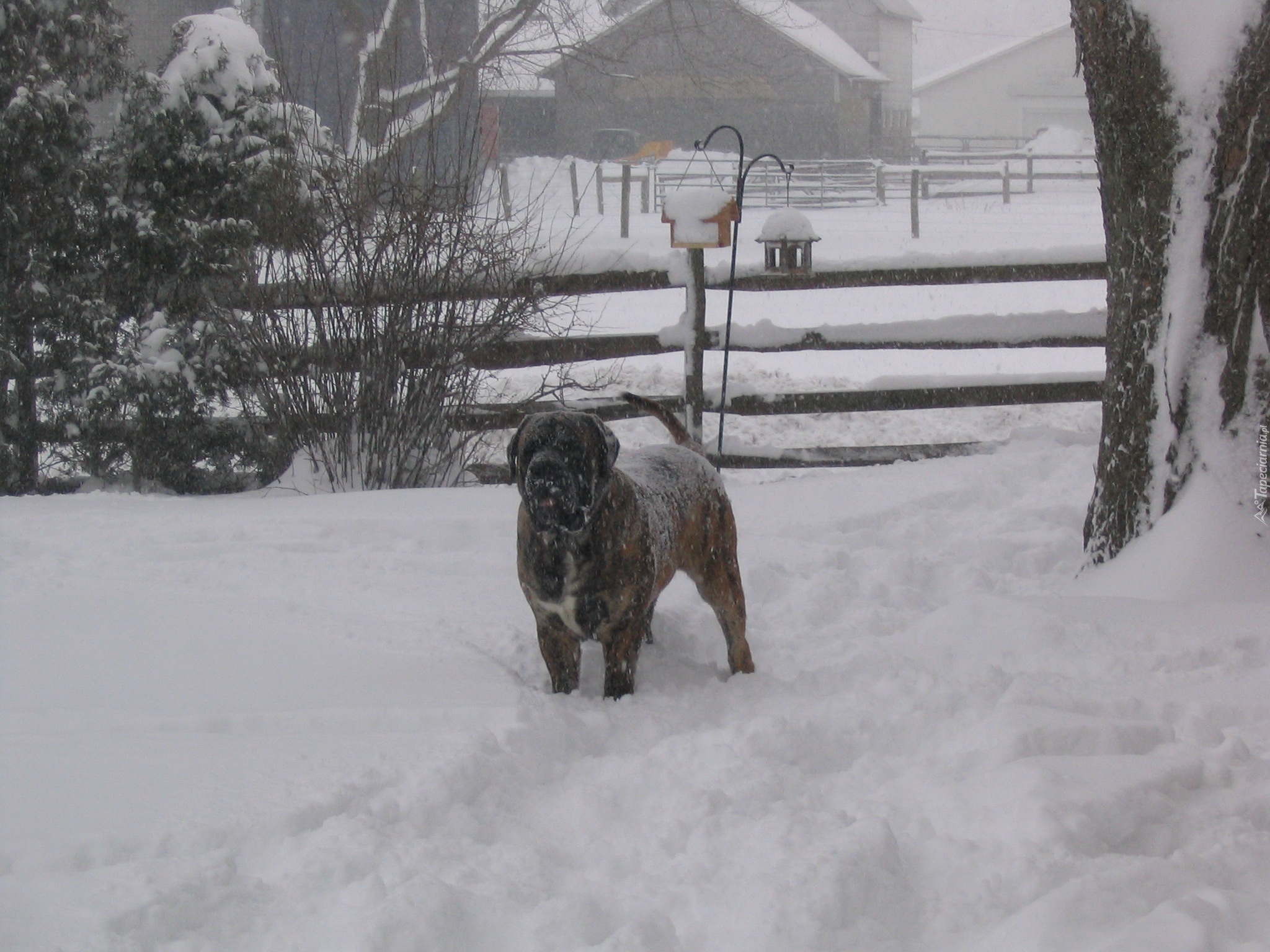 ośnieżony, Mastif angielski, Mastiff