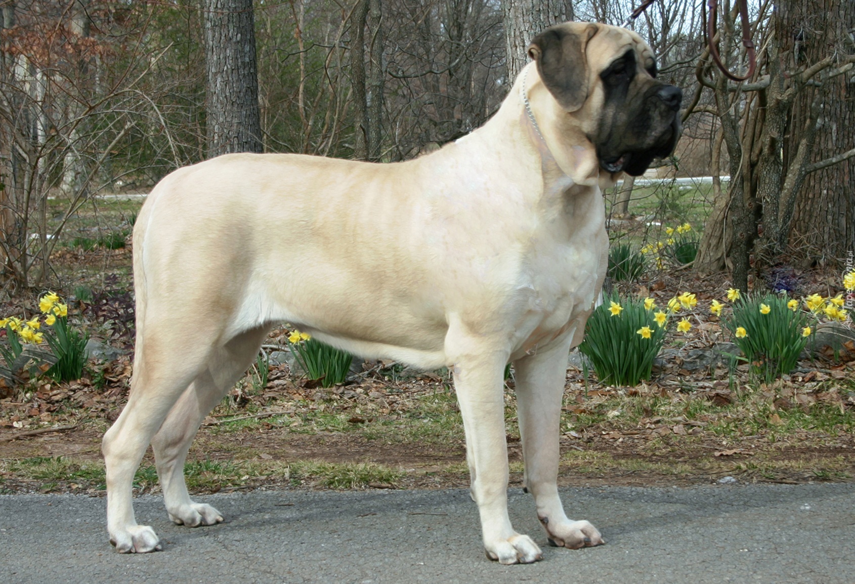 Mastif angielski, Mastiff, żółte, kwiatki