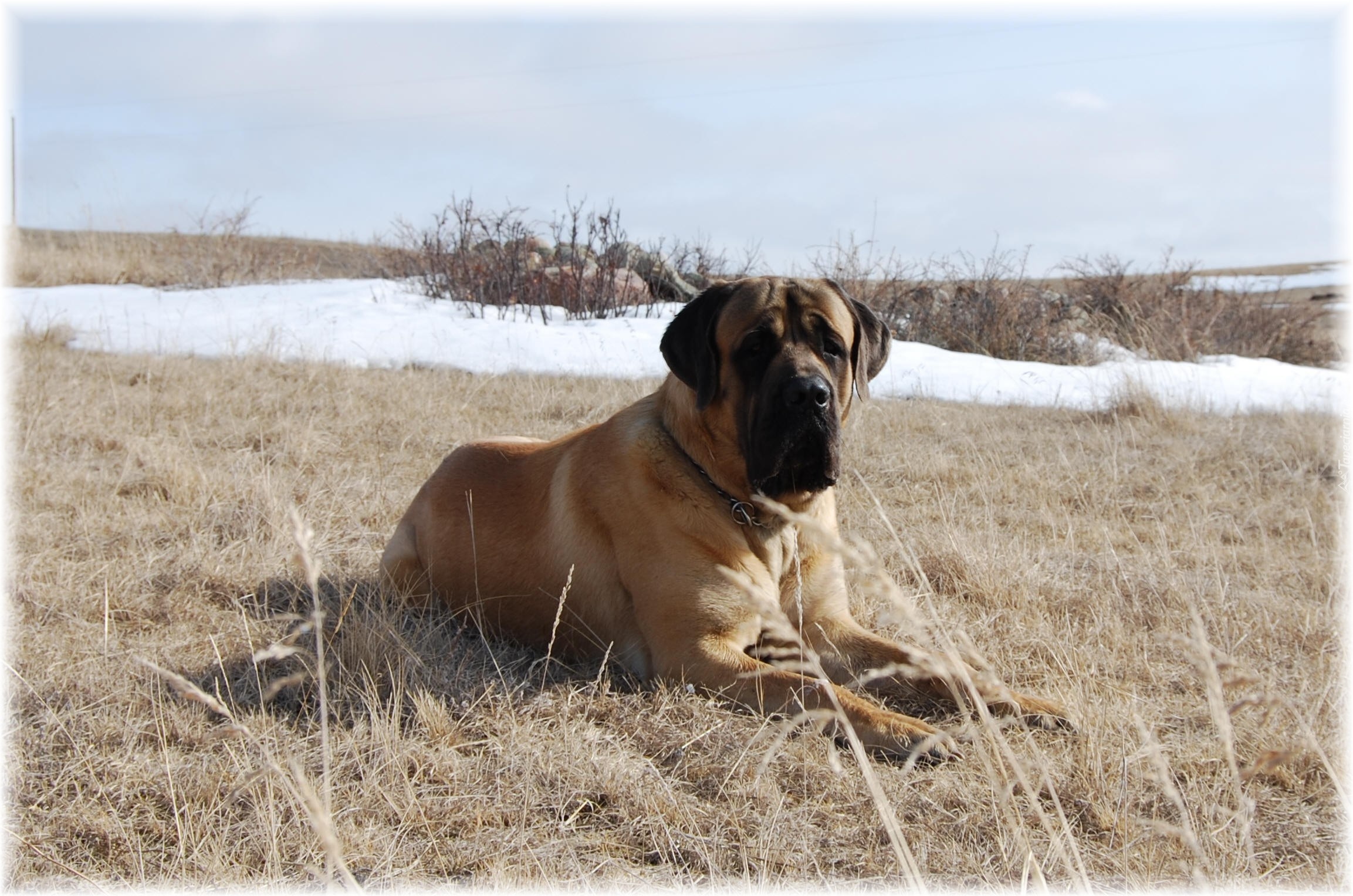 Mastif angielski, Mastiff, łąka