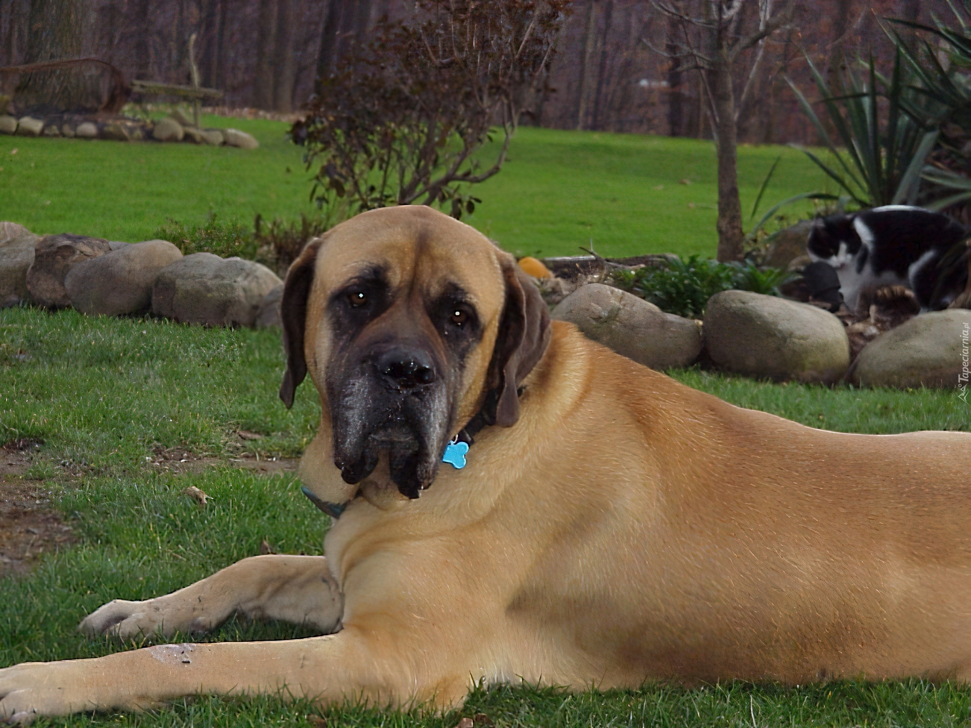 Mastif angielski, Mastiff, ogród, kot