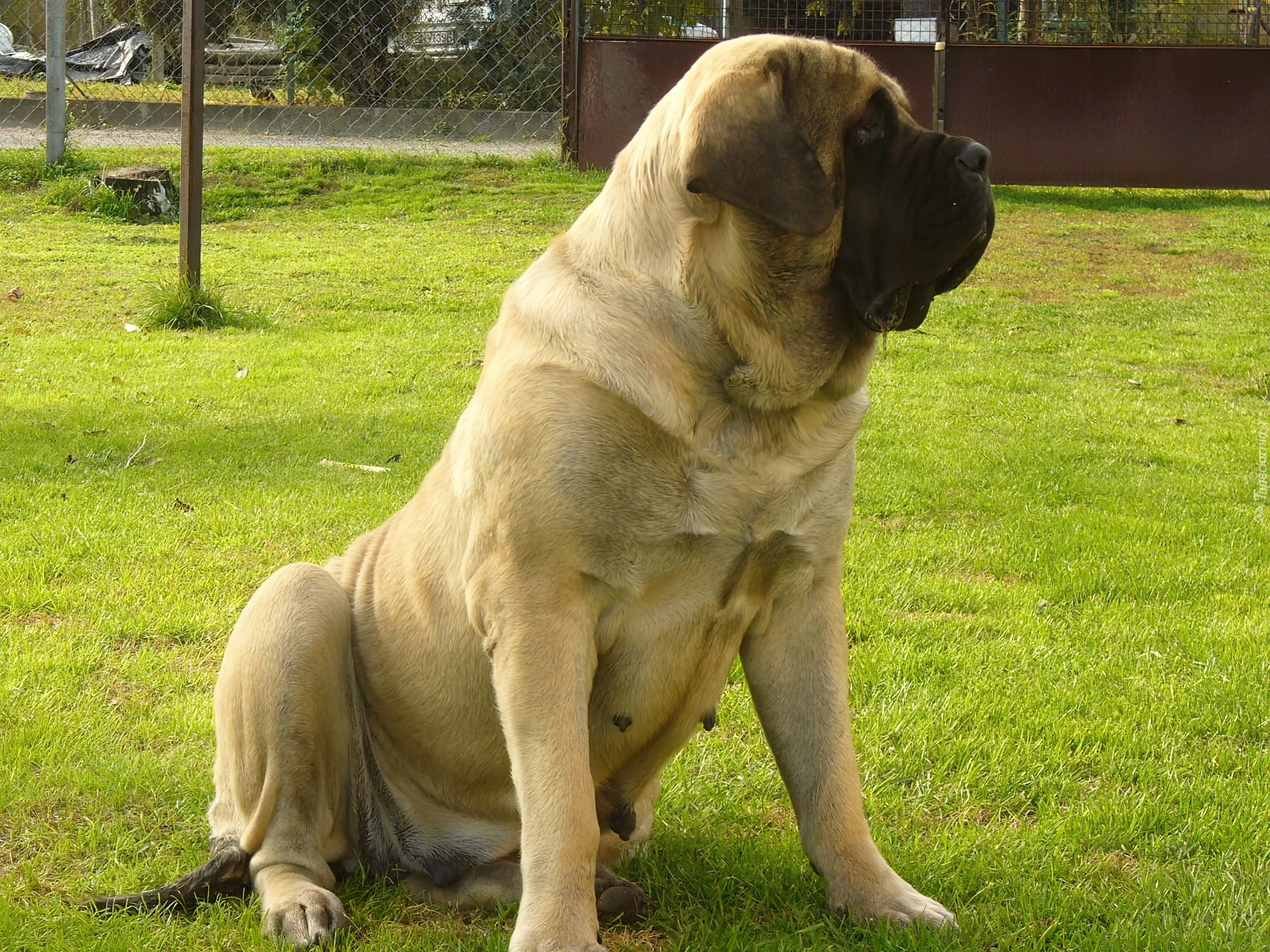 suka, Mastif angielski, Mastiff