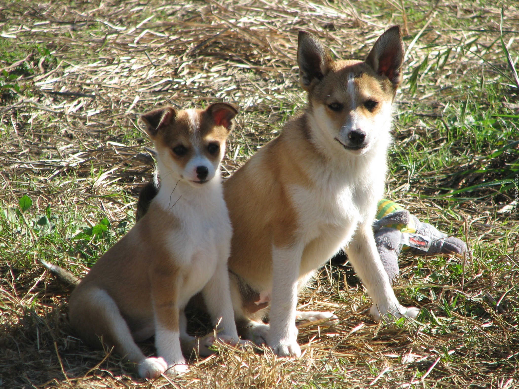 Dwa, Norsk Lundehund