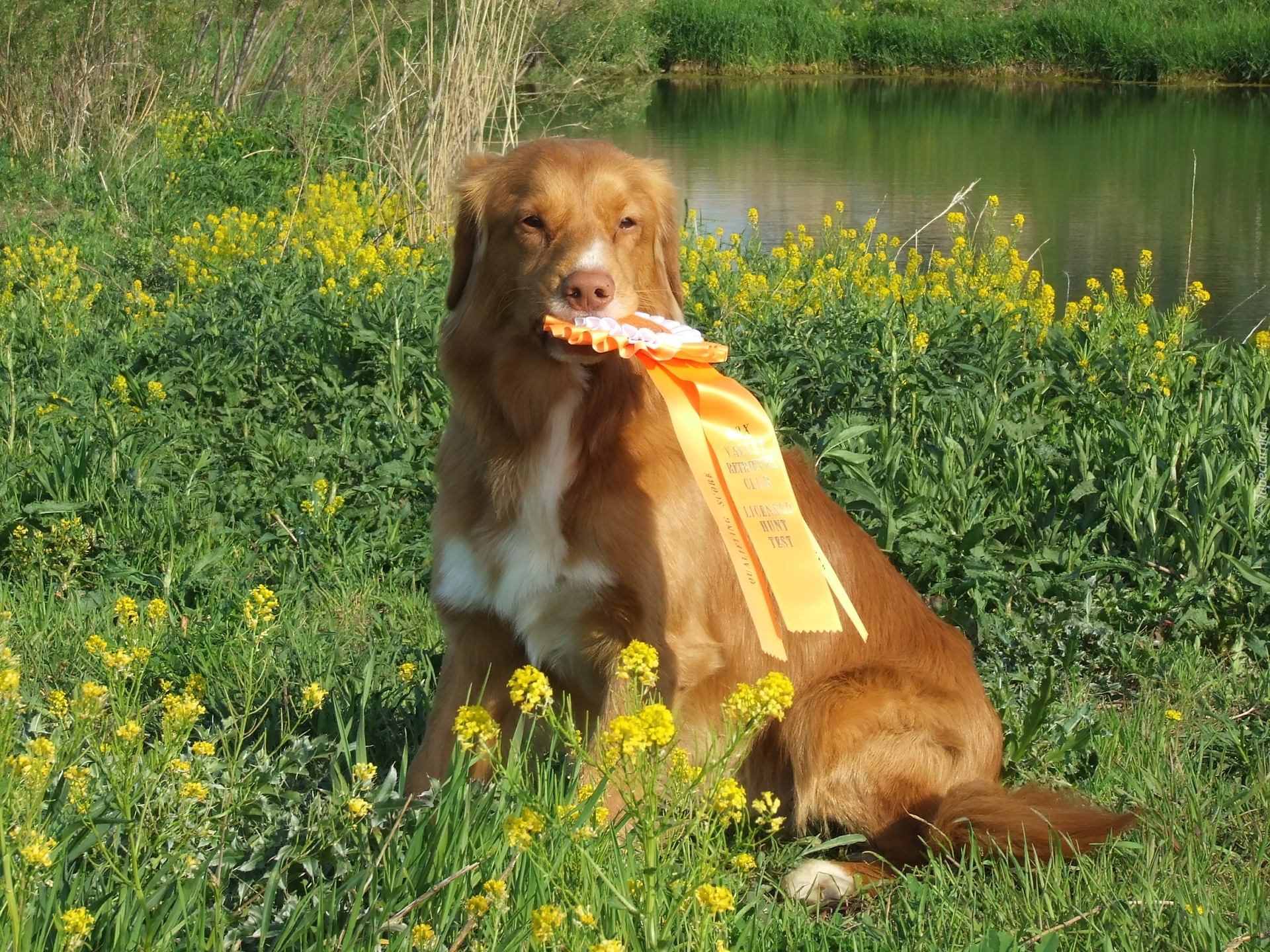 Retriever z Nowej Szkocji, medal