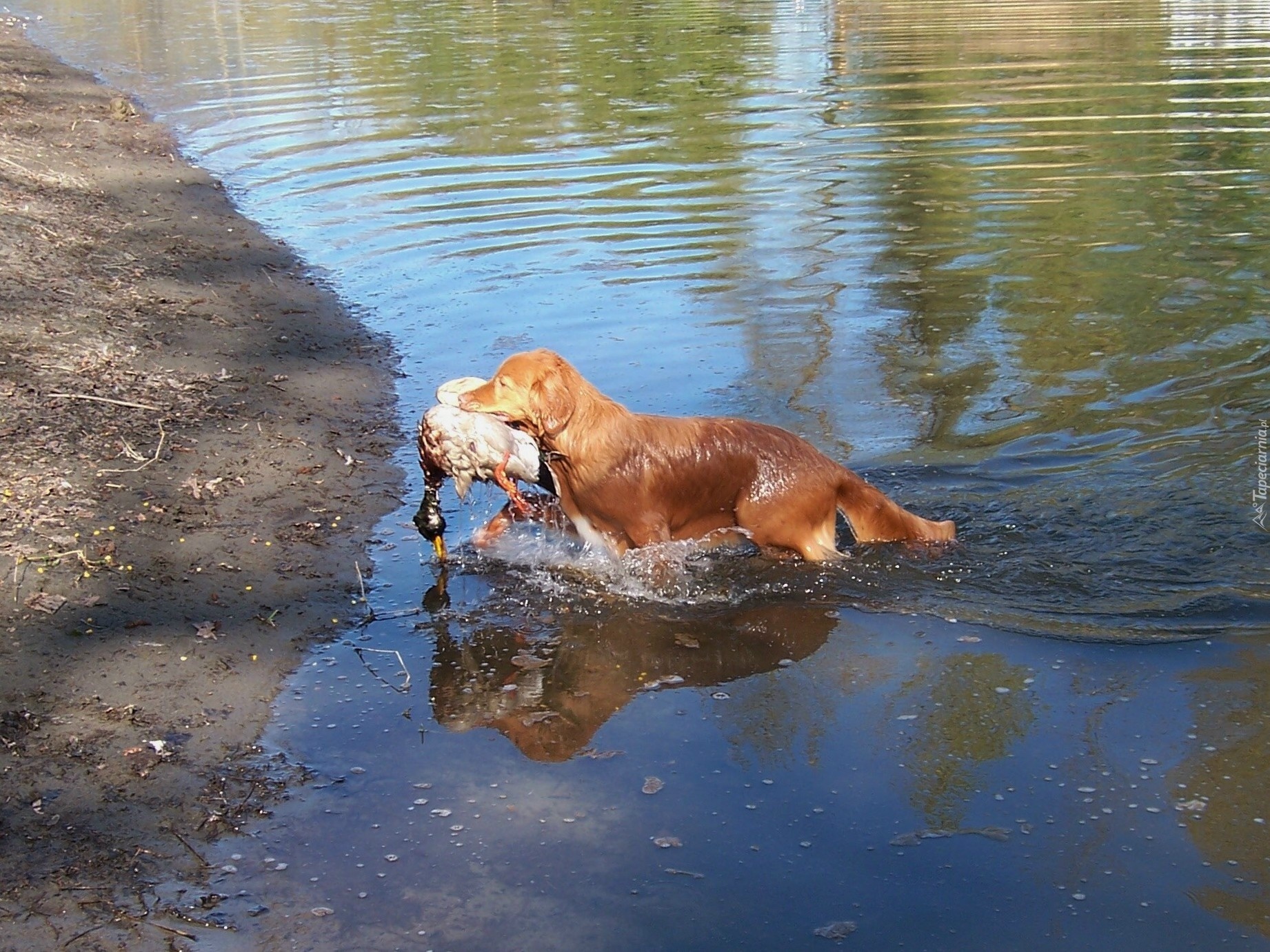 Retriever z Nowej Szkocji, kaczka