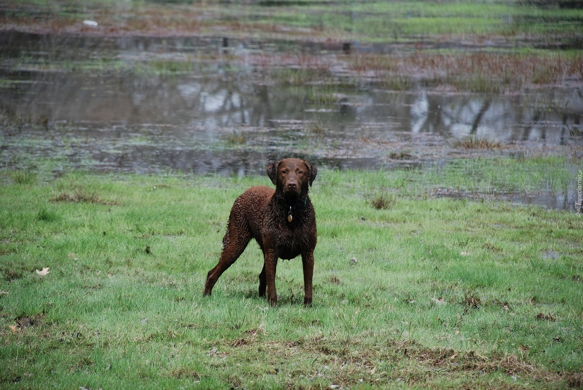 Mokry, Chesapeake Bay retriever