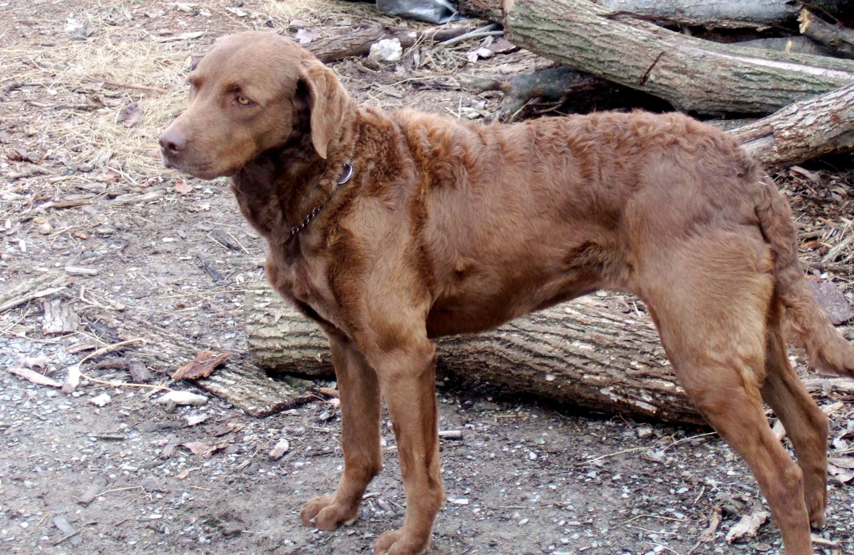 Chesapeake Bay retriever