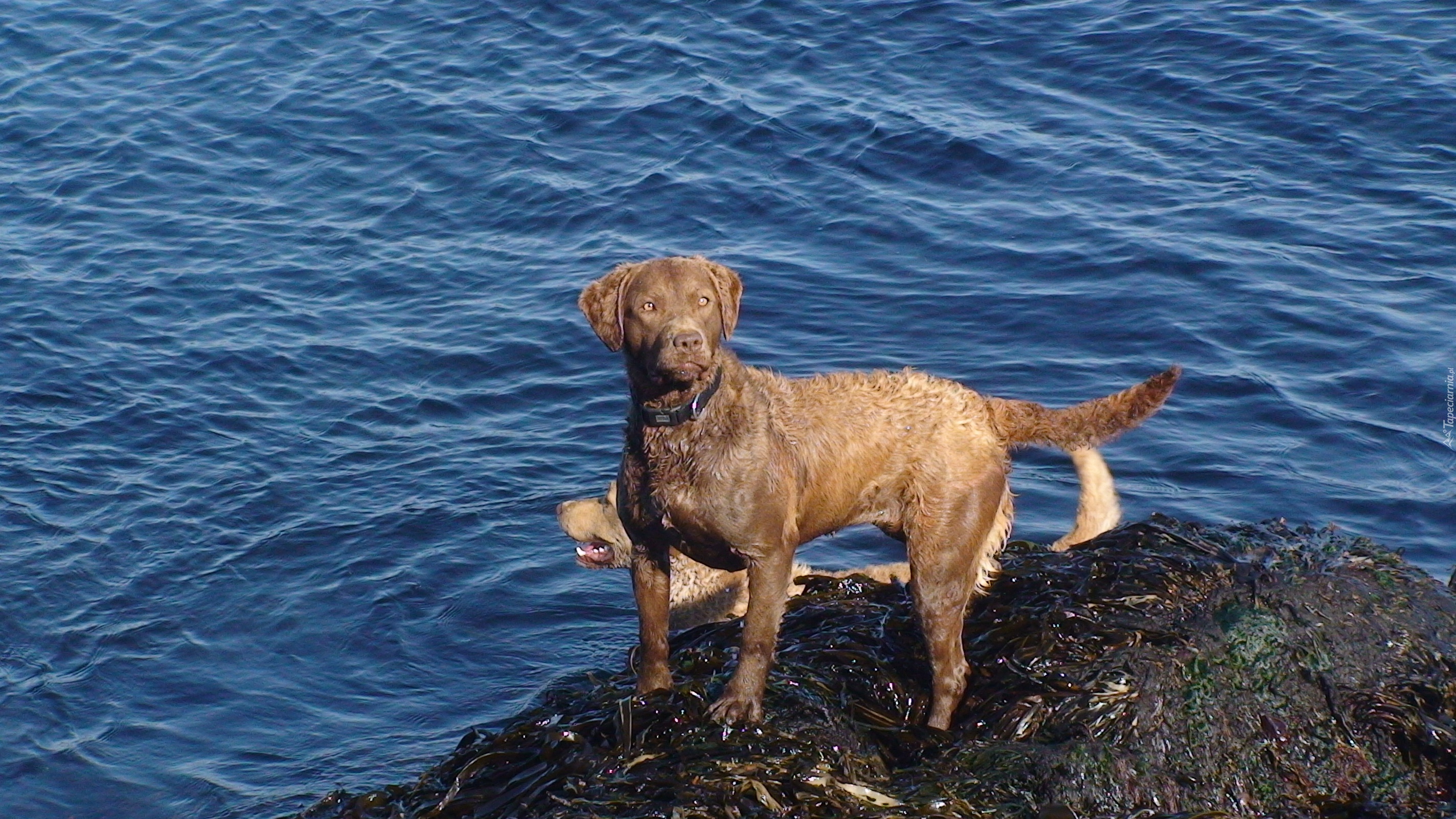 Chesapeake Bay retriever, niebieska, woda