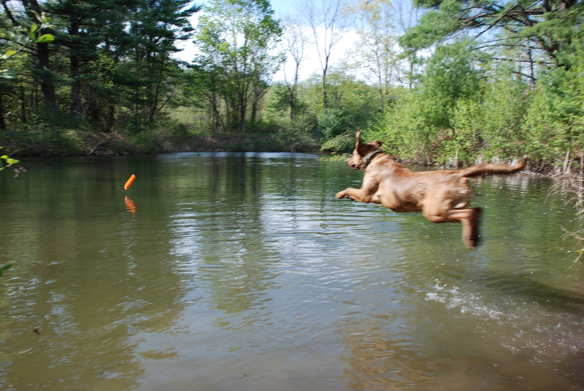 Aportujący, Chesapeake Bay retriever